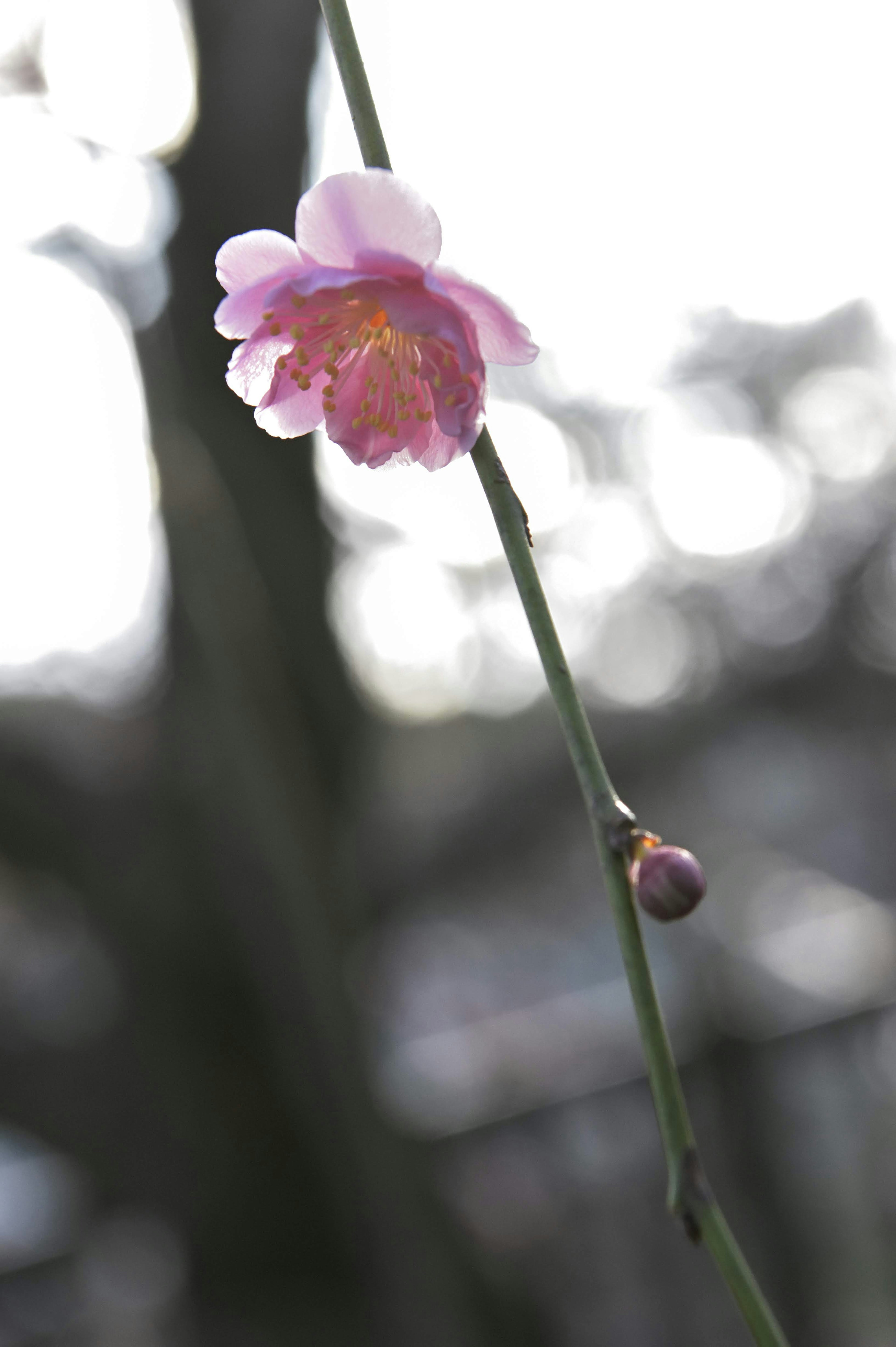 淡いピンクの花が咲いている細い茎のオーキッドの画像