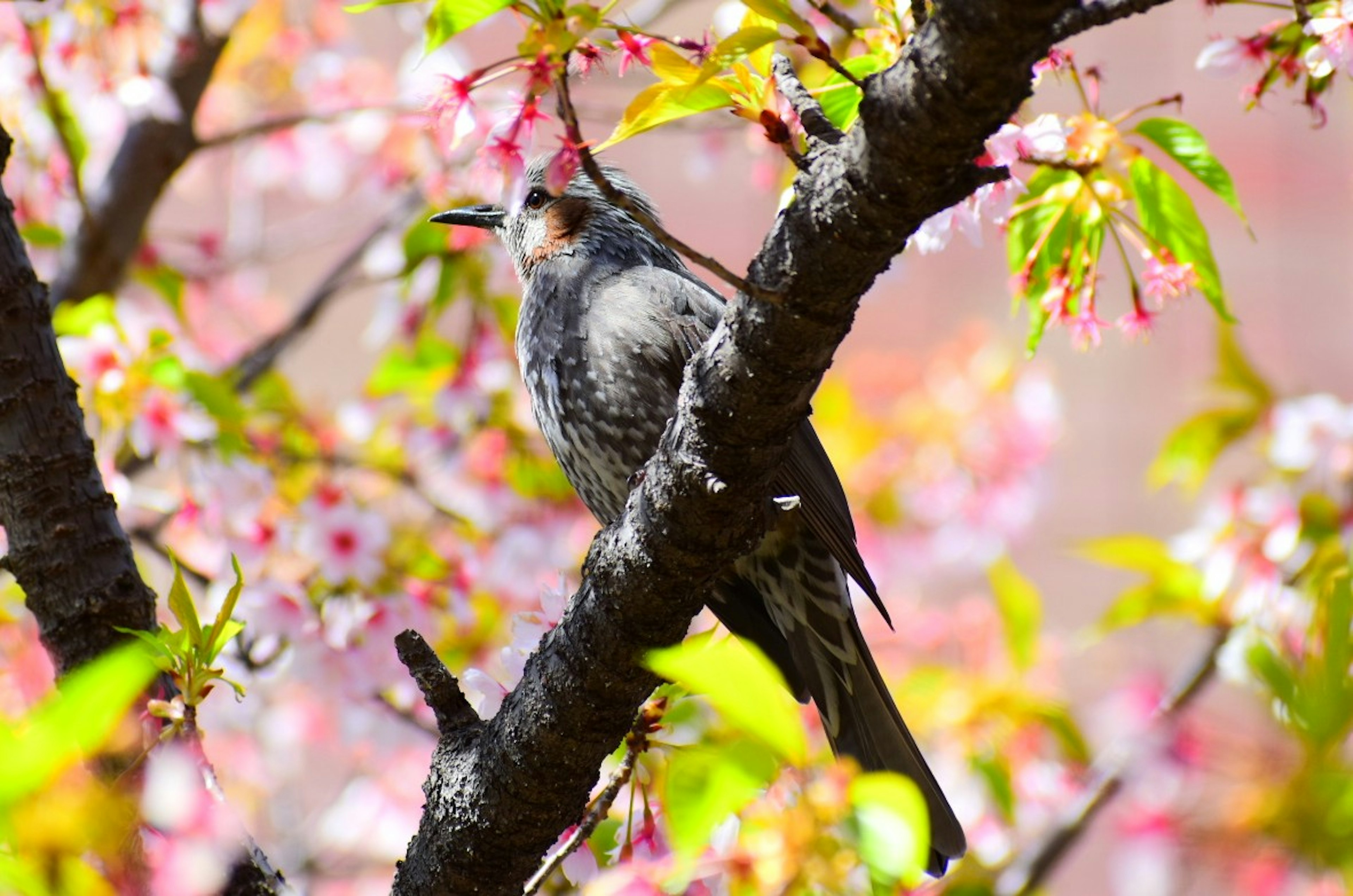 A bird perched on a branch among cherry blossoms