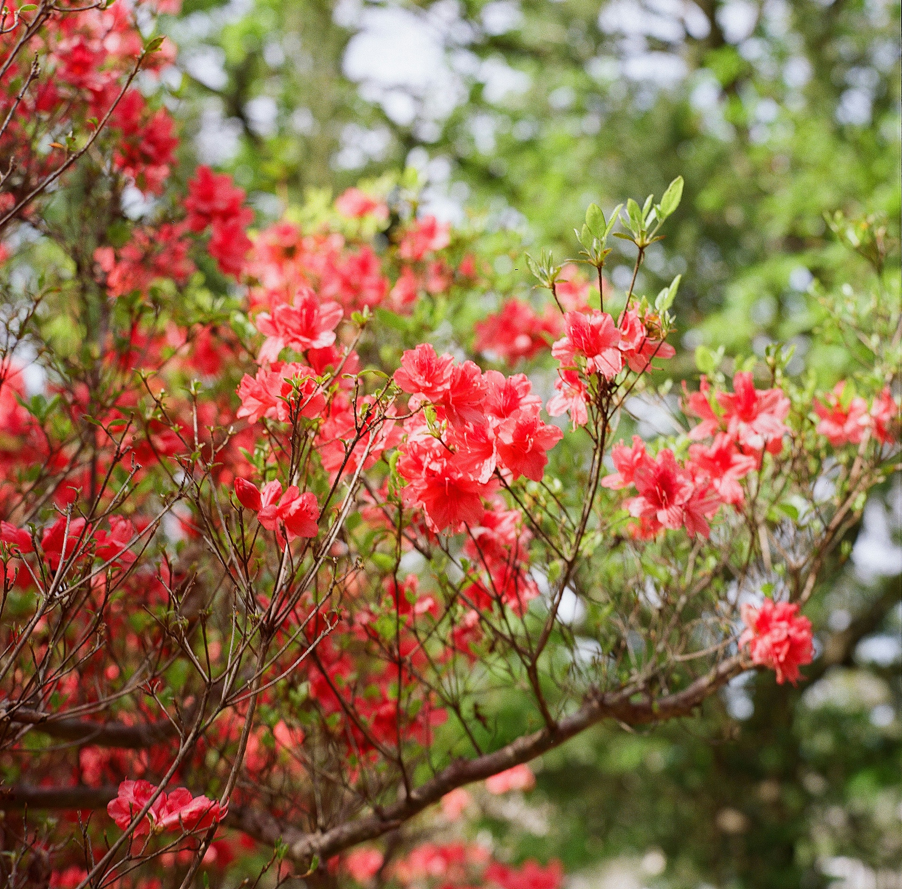 树枝上盛开的鲜艳红花特写