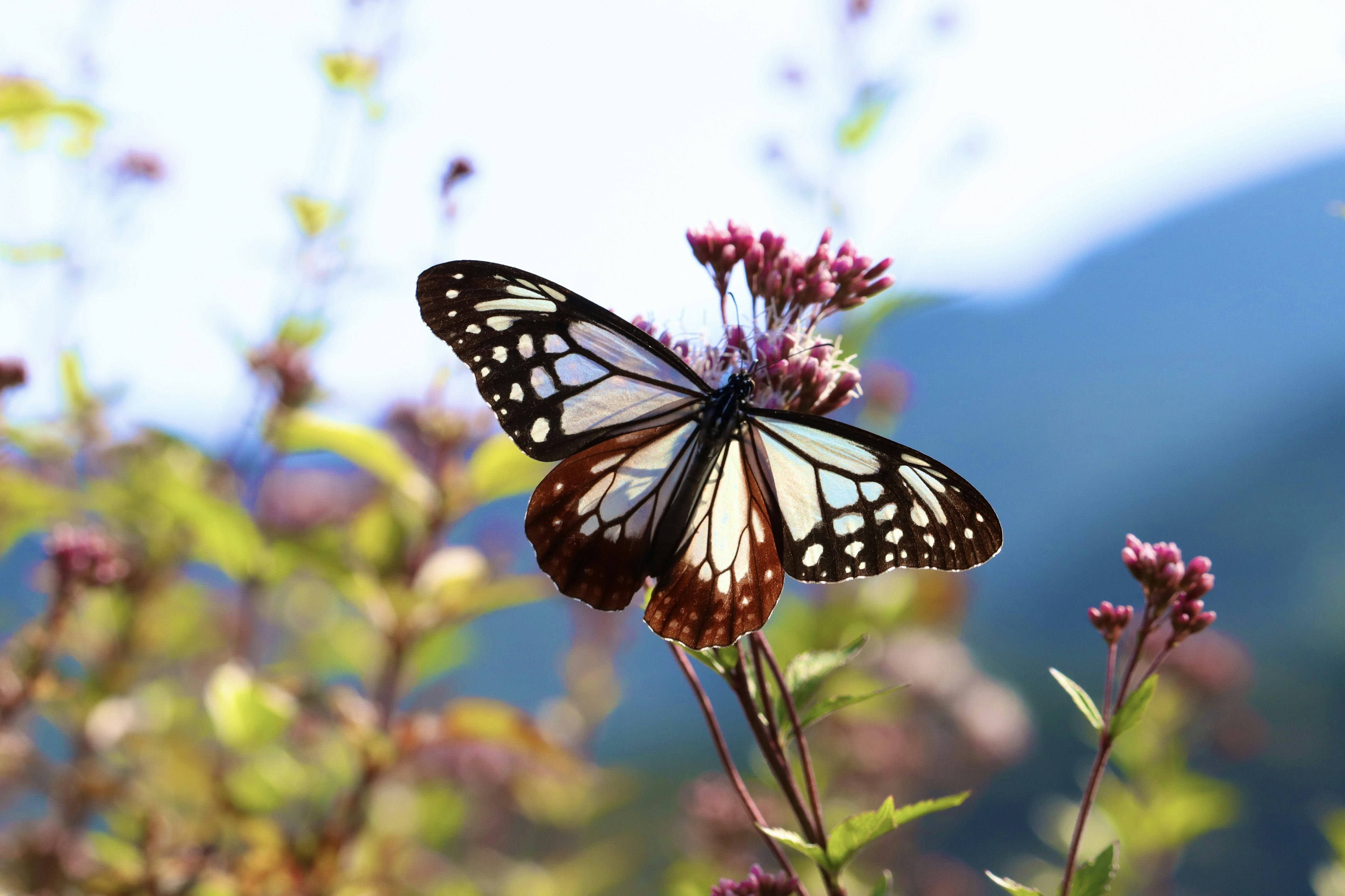 Lebendige Monarchfalter auf Blumen sitzend