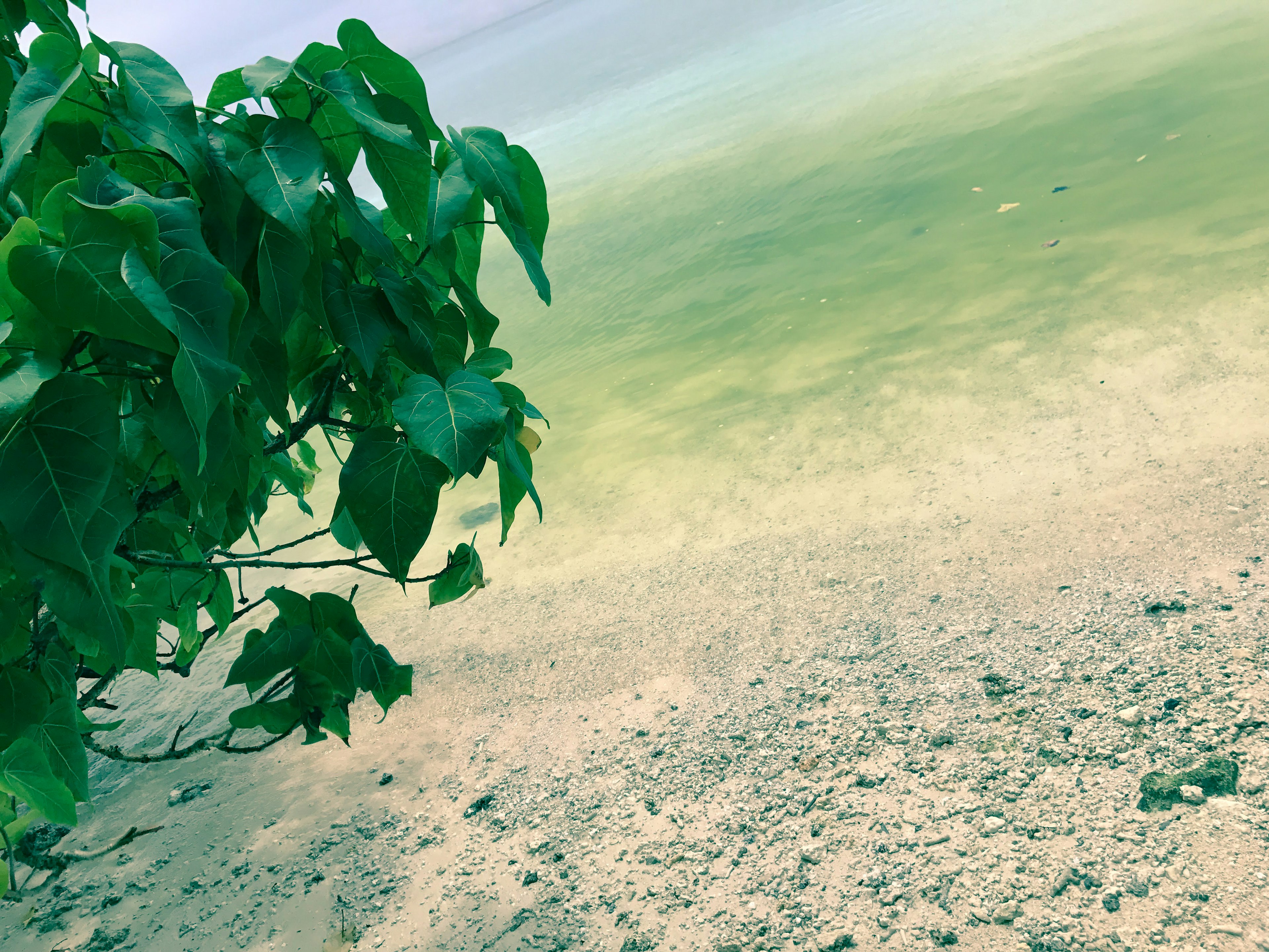 Vue d'une plage de sable avec un arbre à feuilles vertes au premier plan