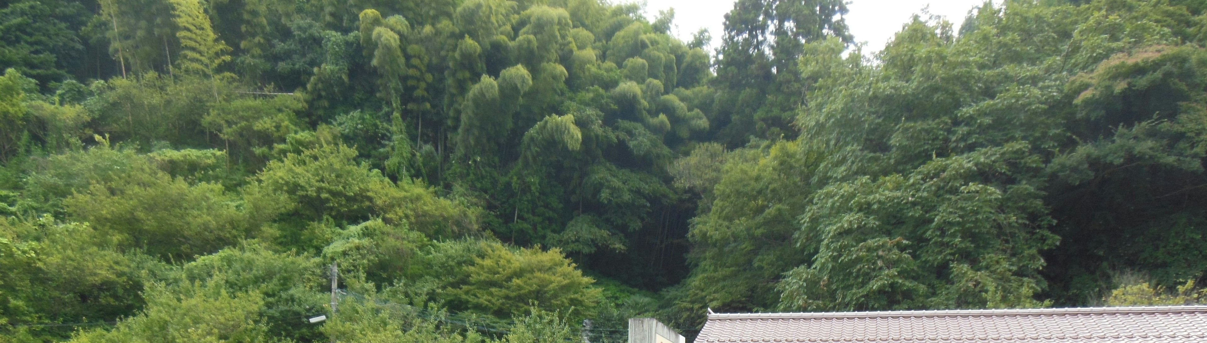 Bosque verde y frondoso con una cabaña pequeña