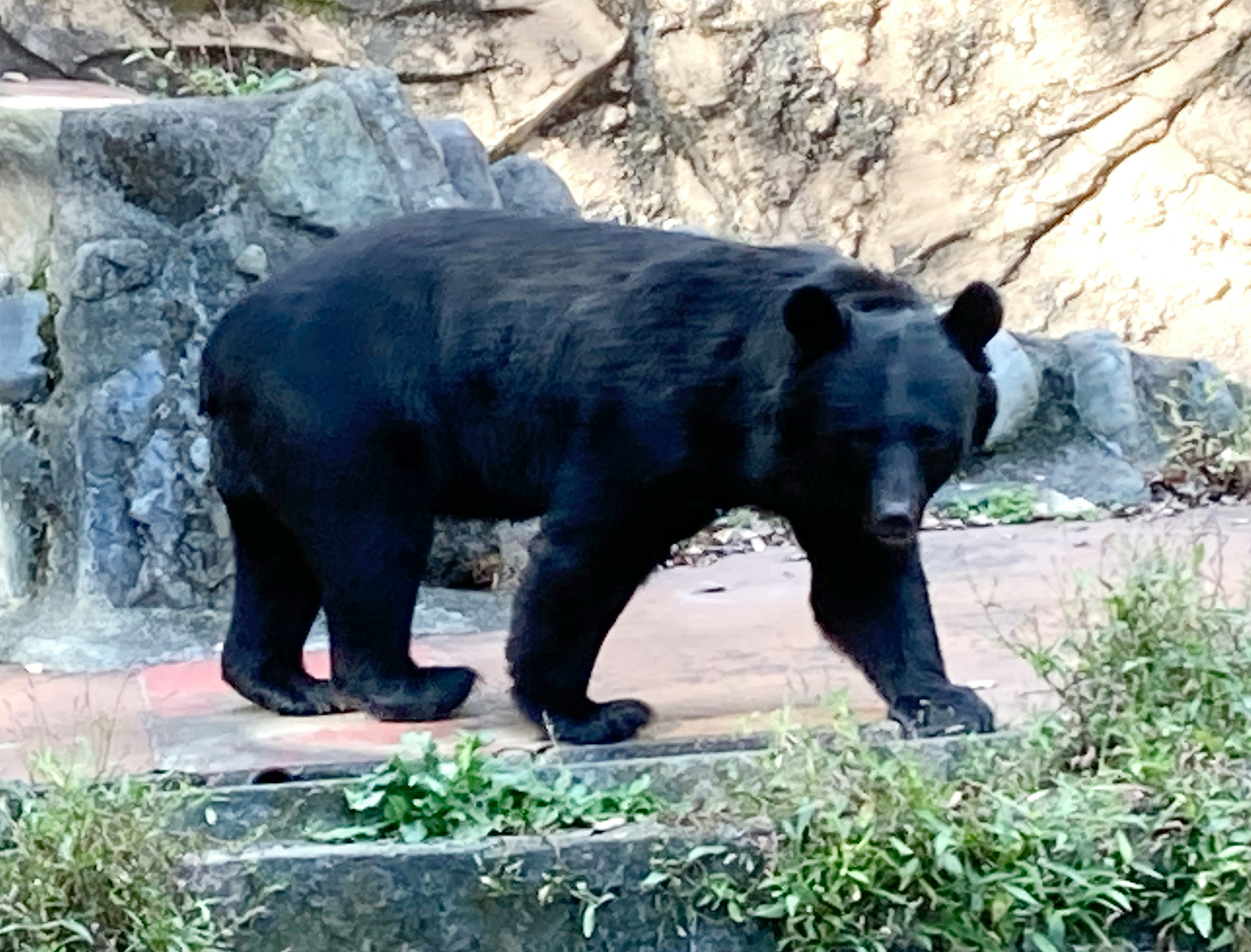 A black bear walking near rocks