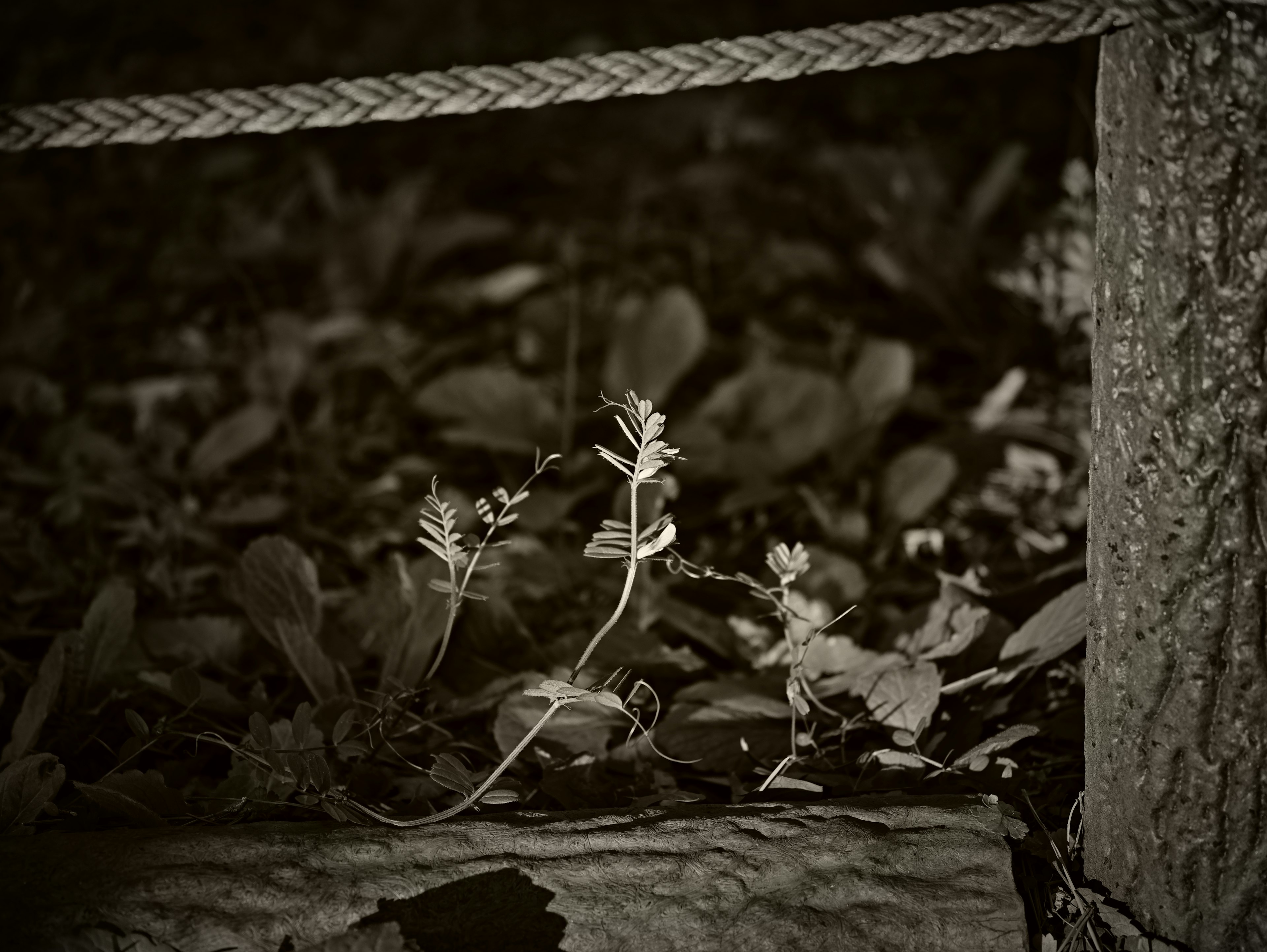 Image en noir et blanc de petites plantes poussant près d'une corde et d'un arbre