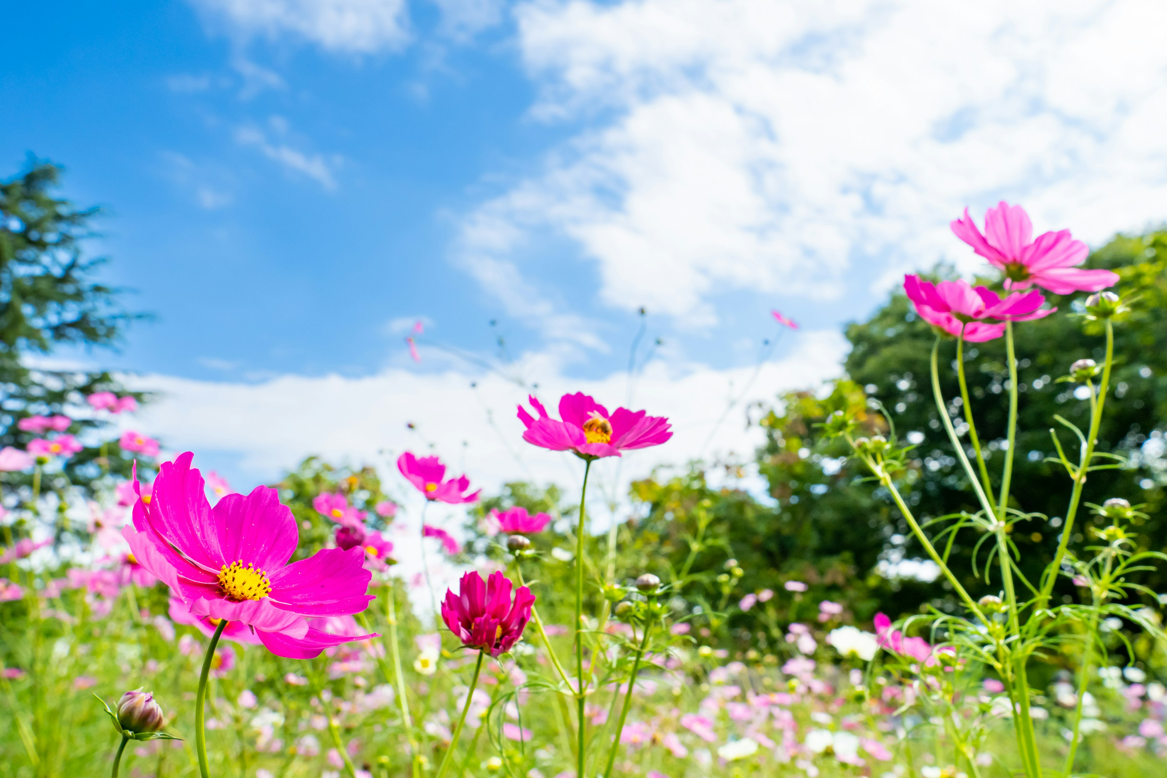 Flores de cosmos rosas floreciendo bajo un cielo azul