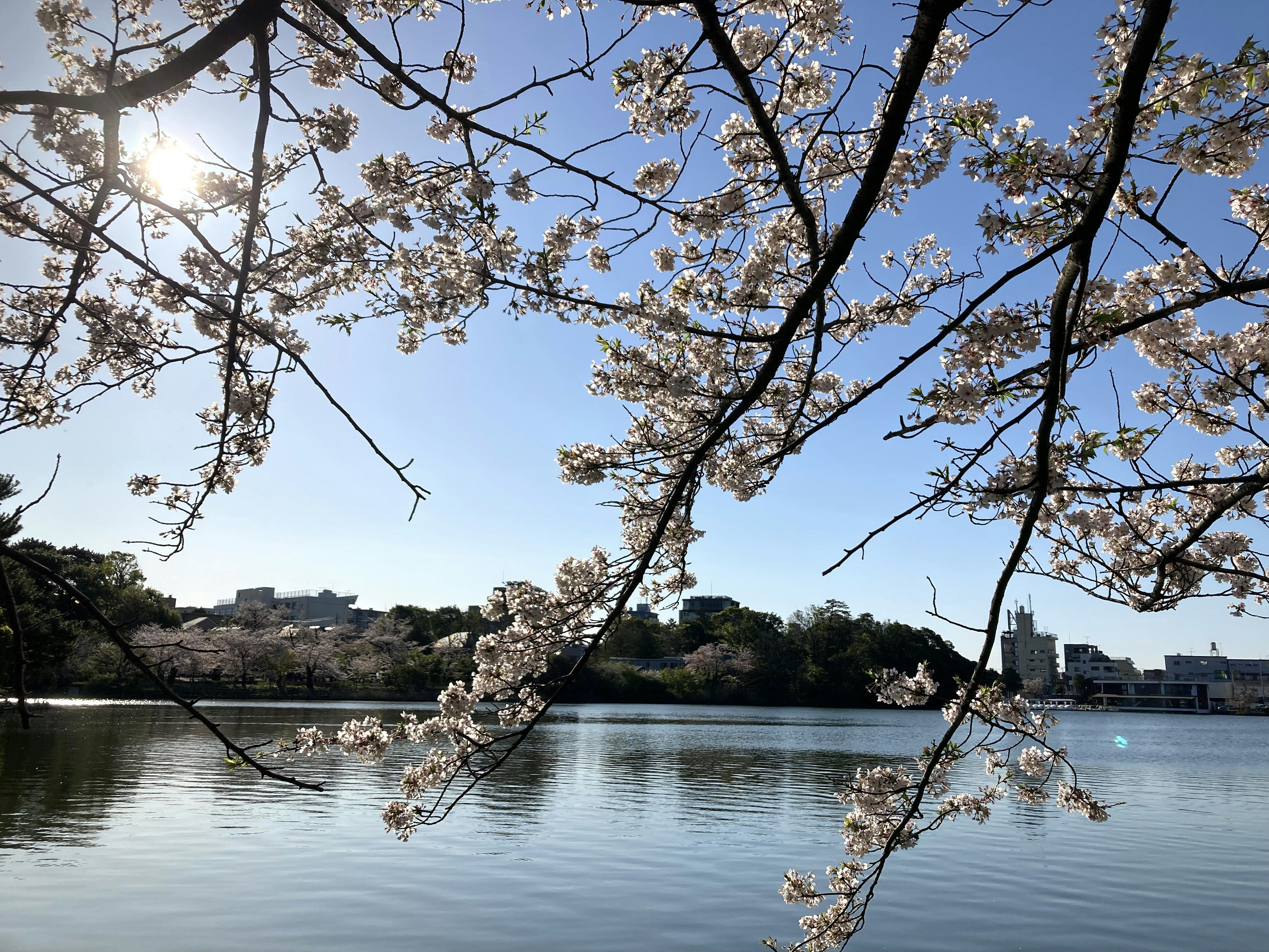 Ramas de cerezo en flor sobre un lago sereno bajo un cielo azul claro