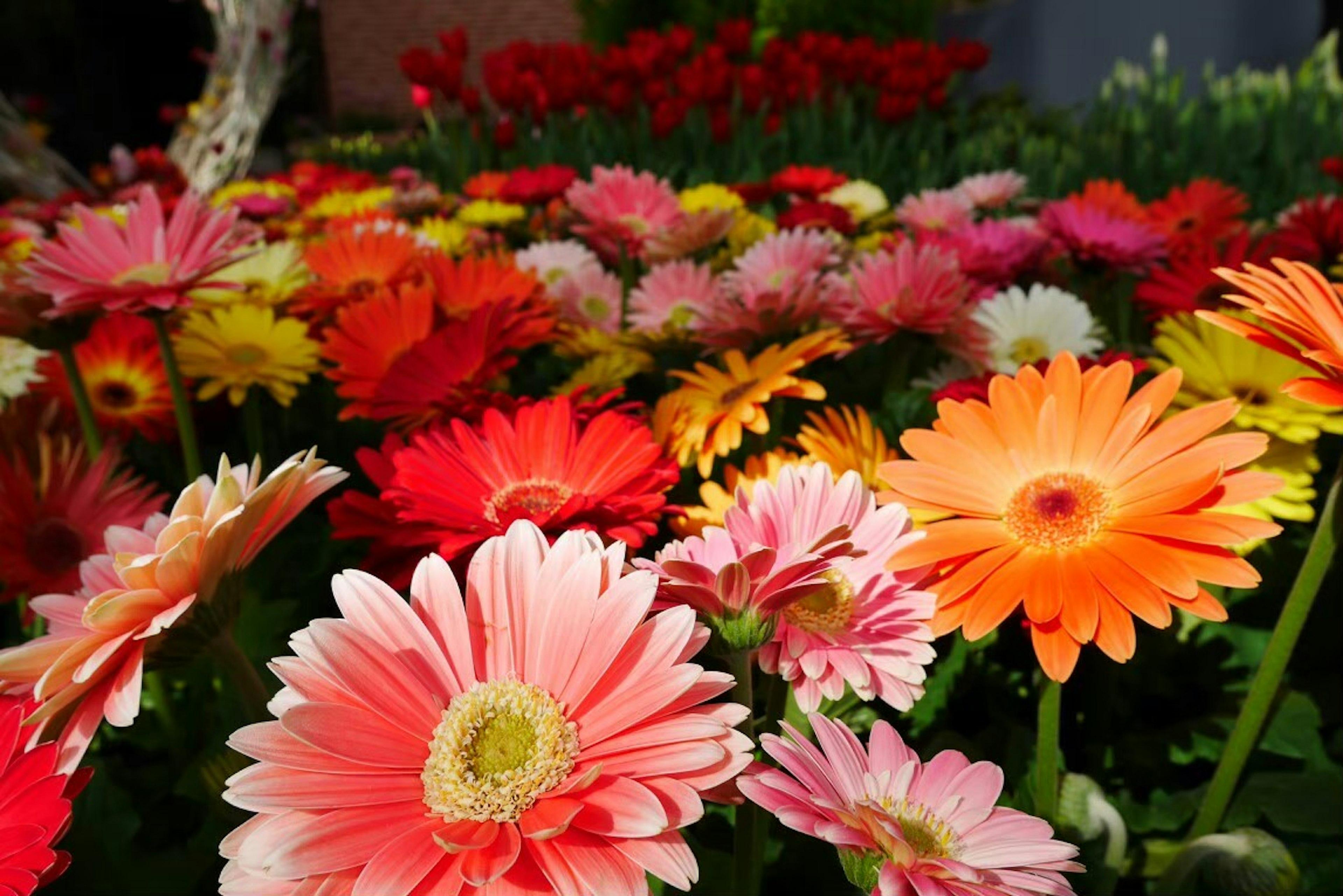 Pemandangan cerah bunga gerbera berwarna-warni yang sedang mekar