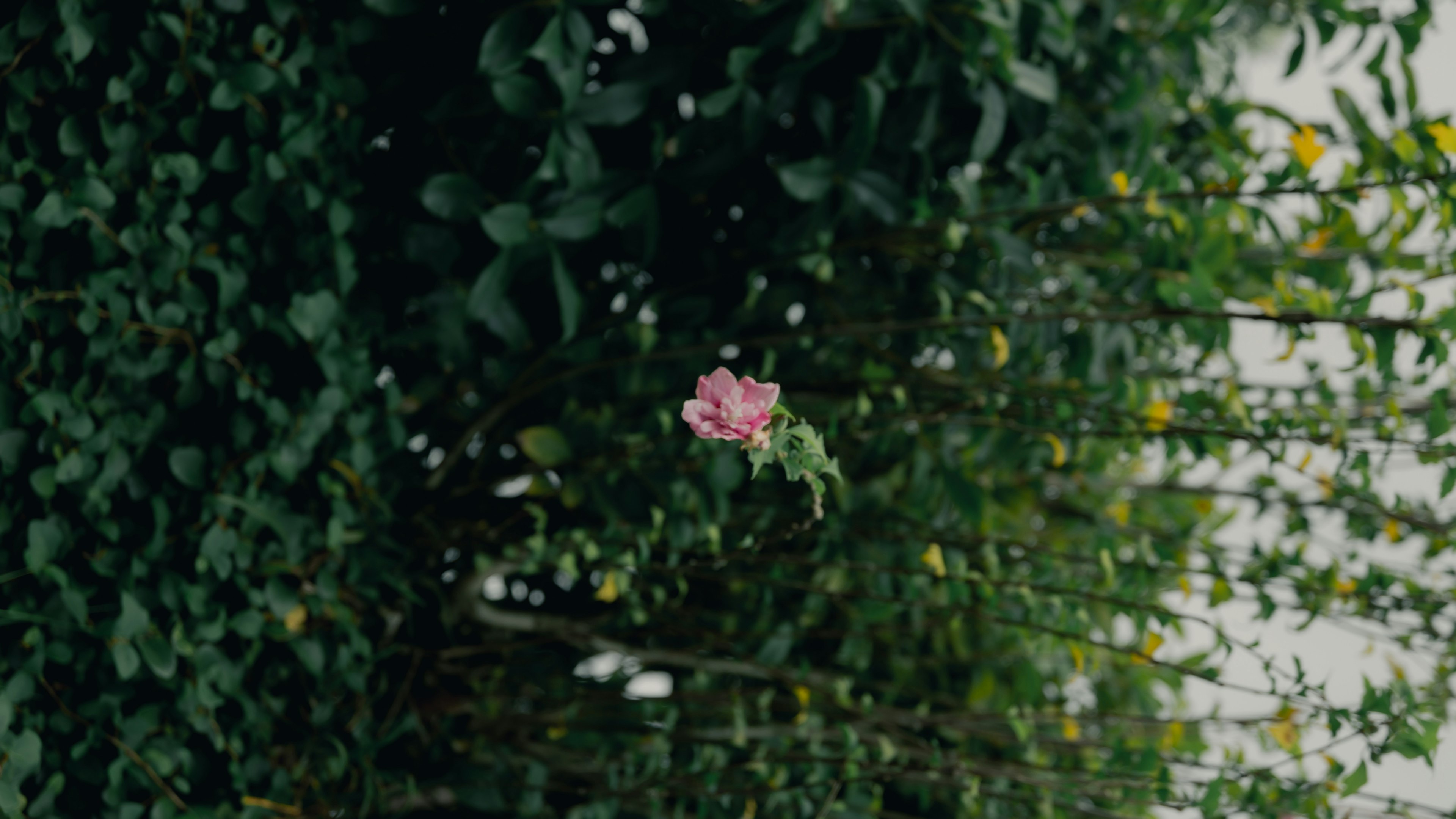 Una vibrante rosa rosa contra un fondo verde