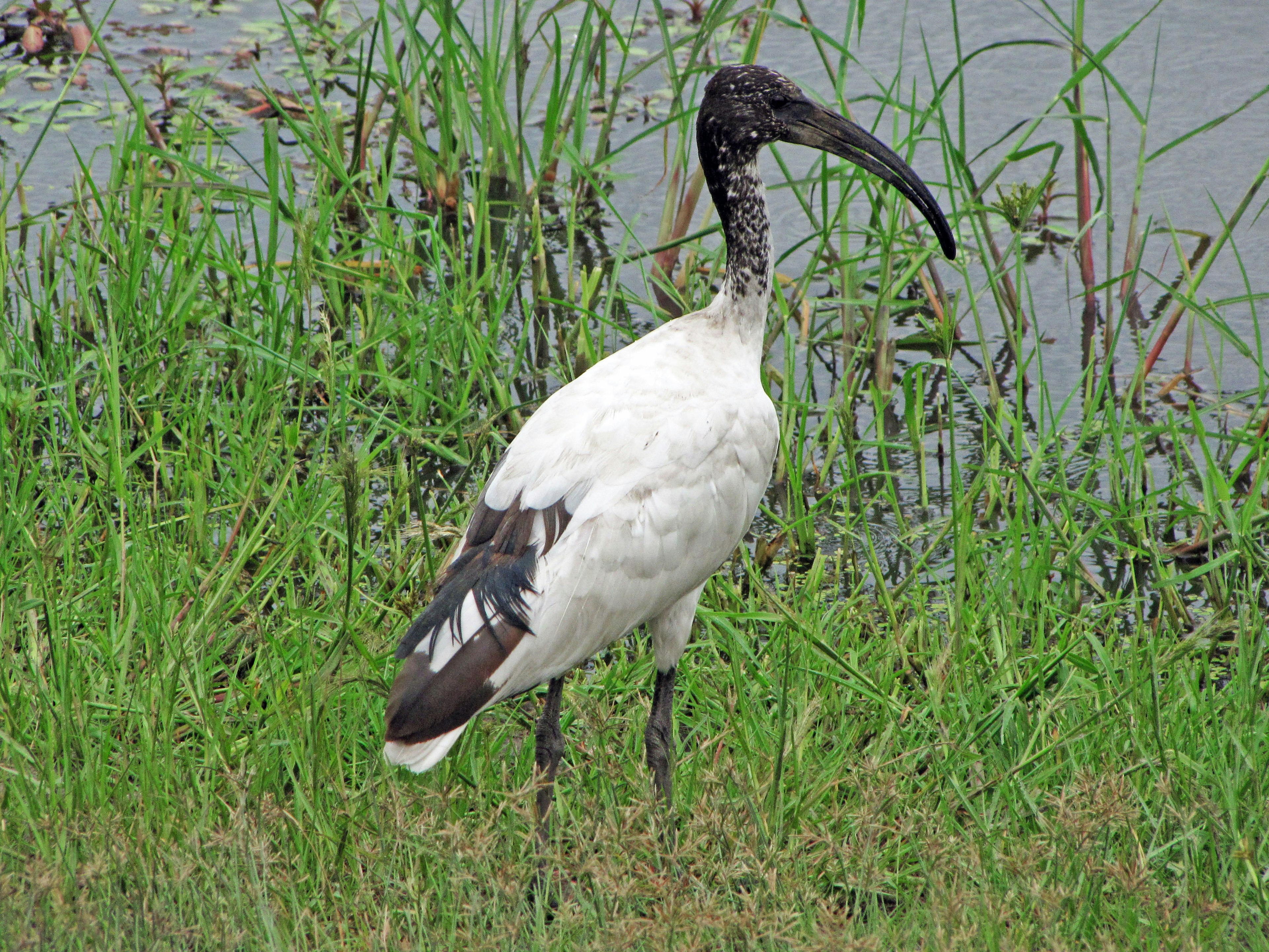 Un oiseau avec un corps blanc et une tête noire se tenant dans l'herbe