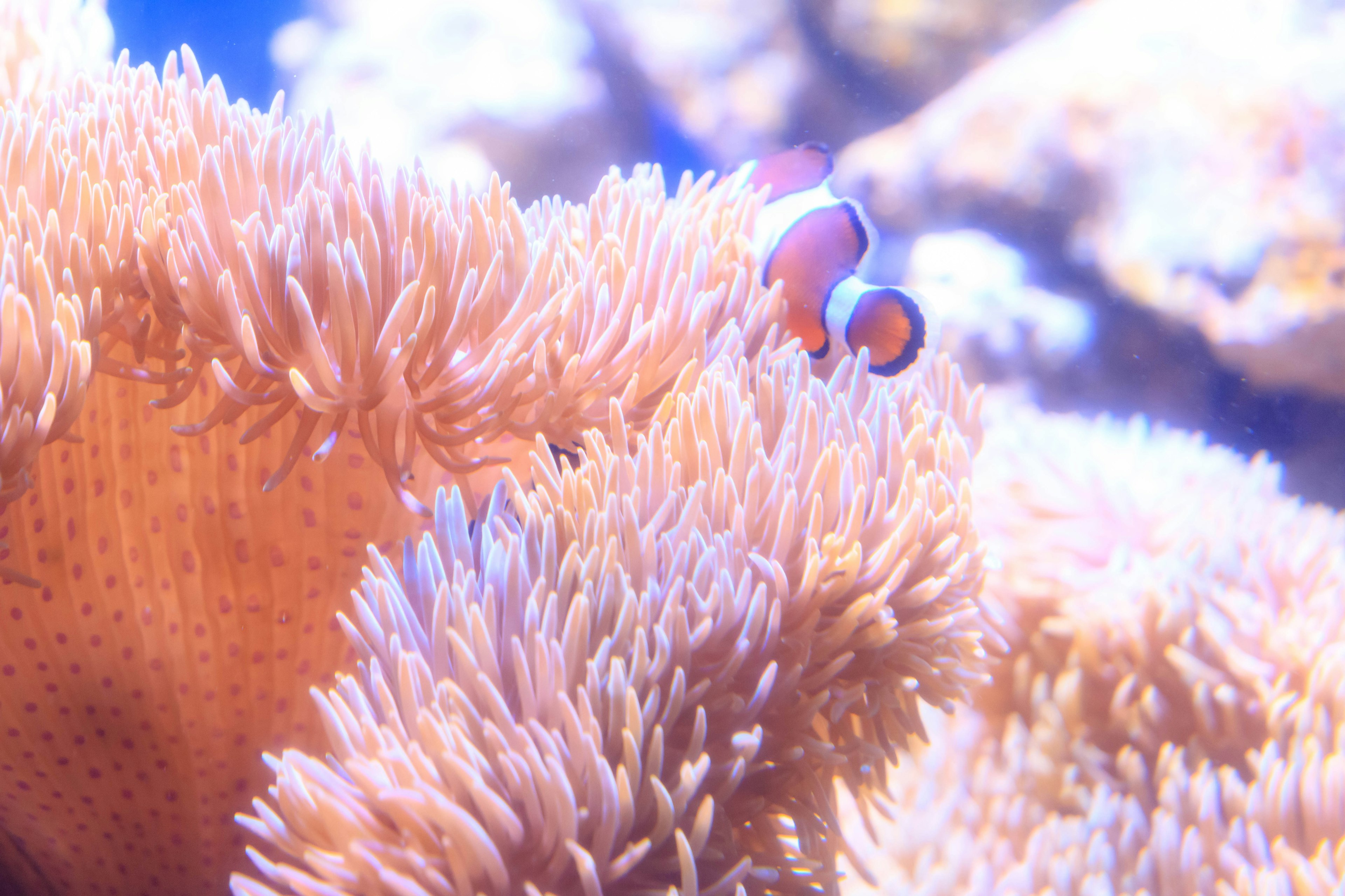 Clownfish among orange anemones in a vibrant underwater scene