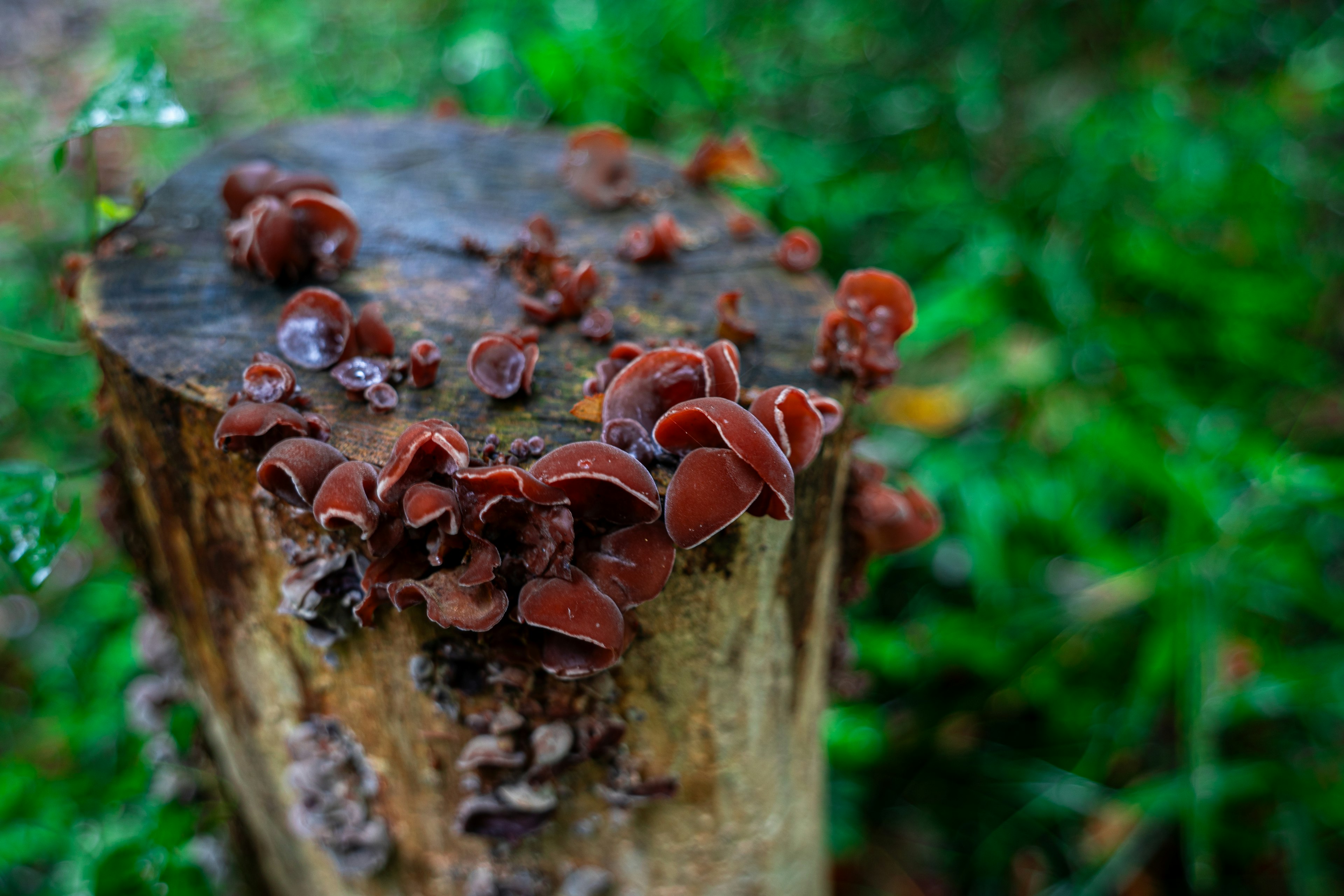 Gruppo di funghi marrone rossastro che crescono su un ceppo d'albero con uno sfondo verde