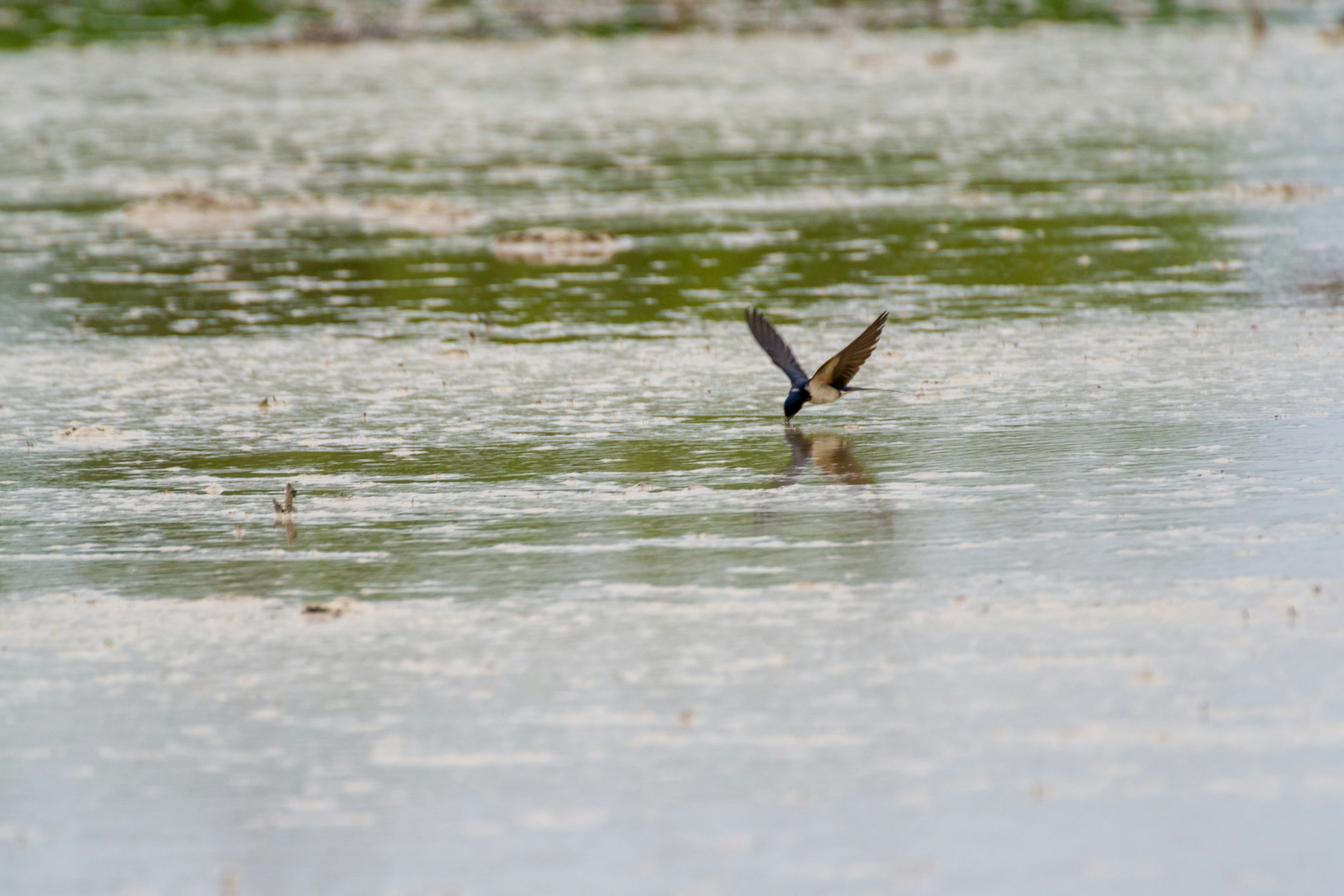 Pájaro zambulléndose en el agua con paisaje natural alrededor