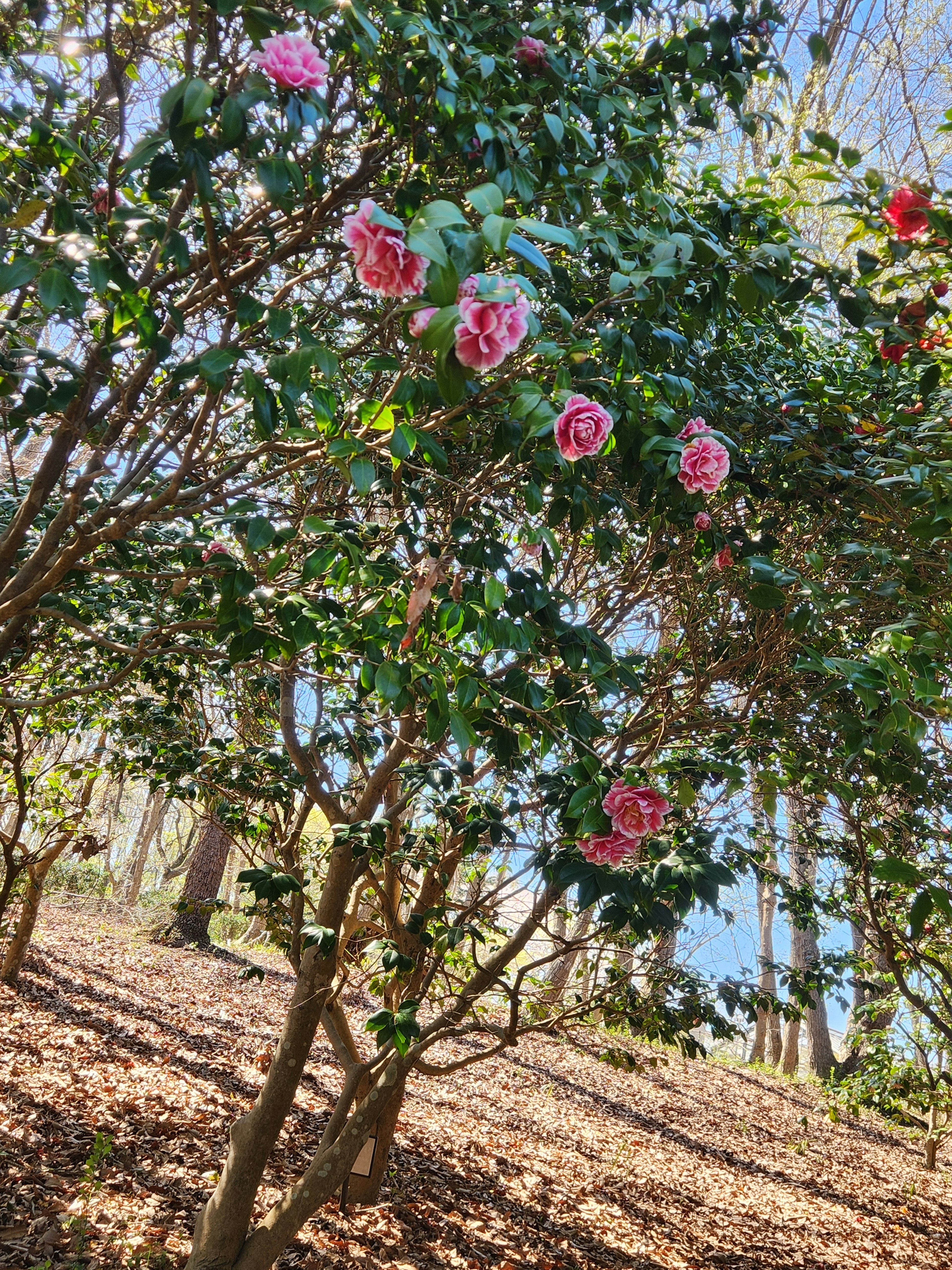 Une photo d'un arbre avec des fleurs roses vives