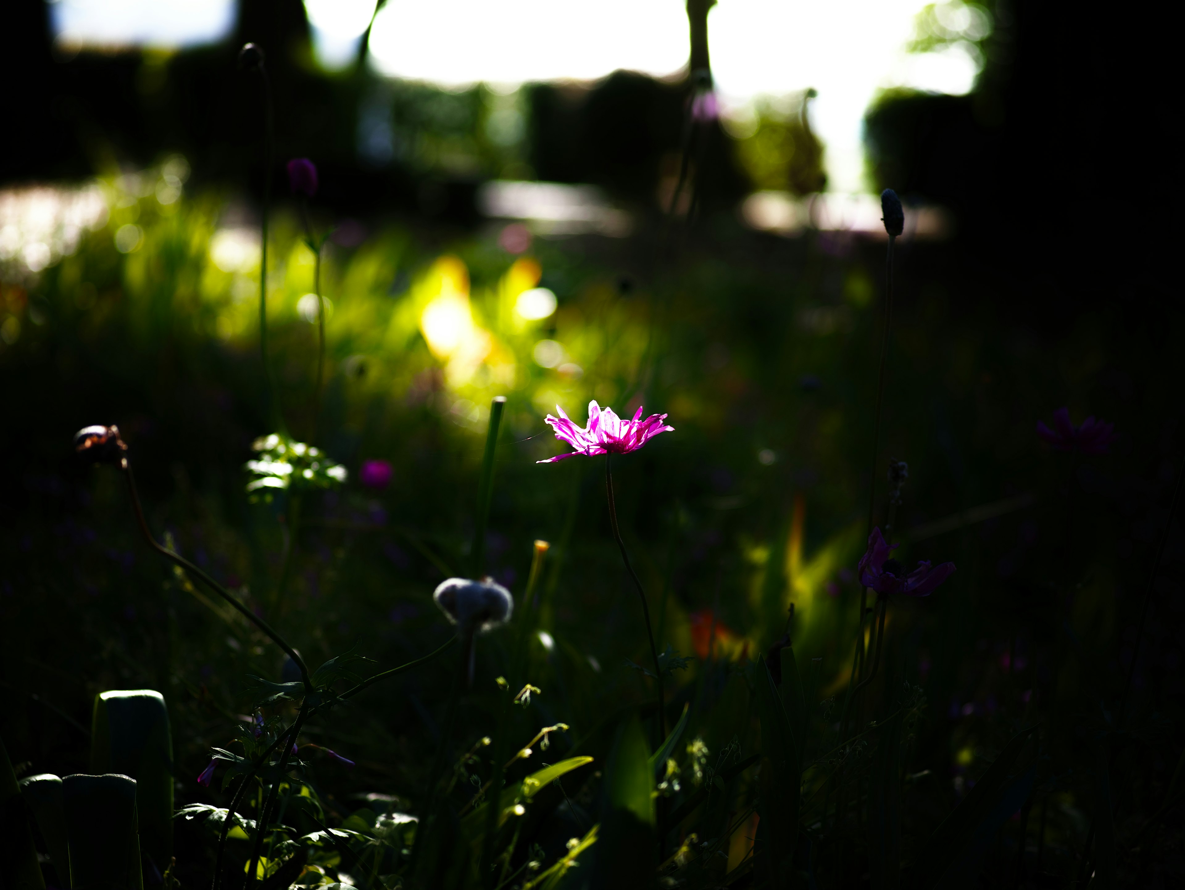 Une fleur rose se détache sur un fond sombre avec de l'herbe verte