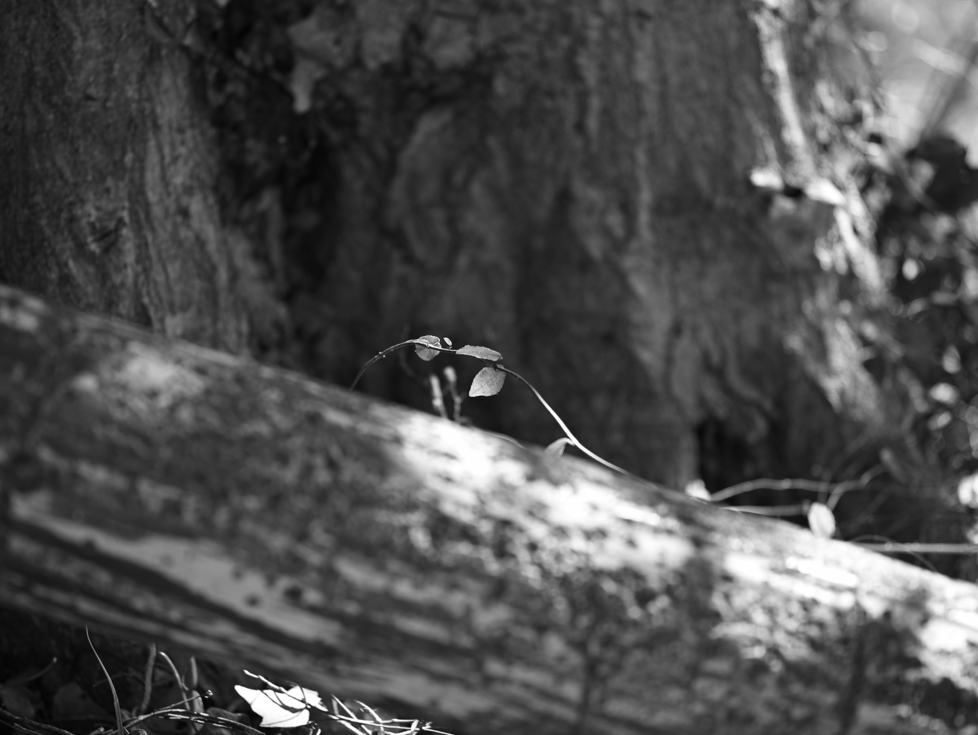 Scena naturale in bianco e nero con un tronco d'albero e un tronco caduto