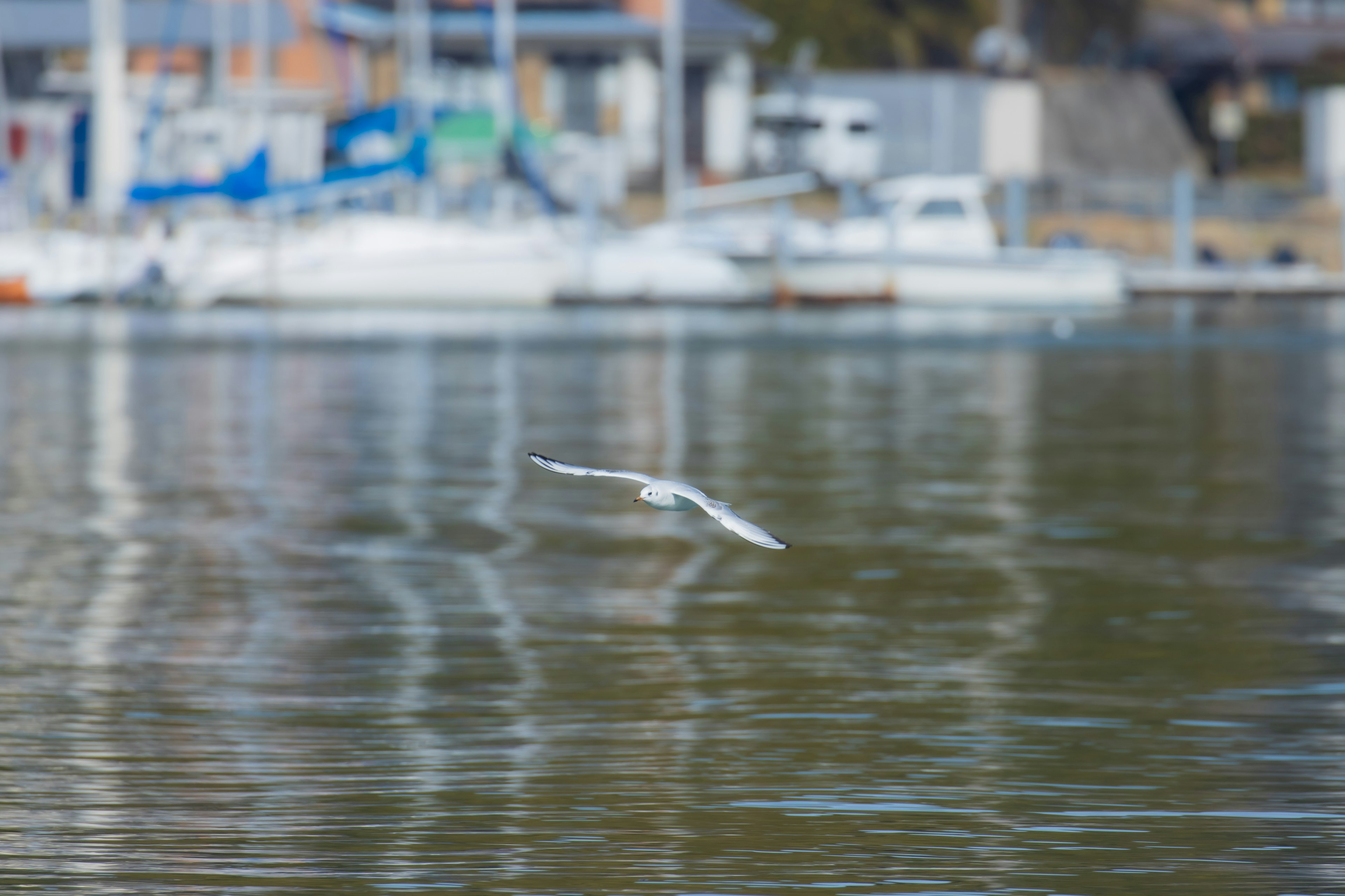 Un pájaro blanco volando sobre el agua con barcos al fondo