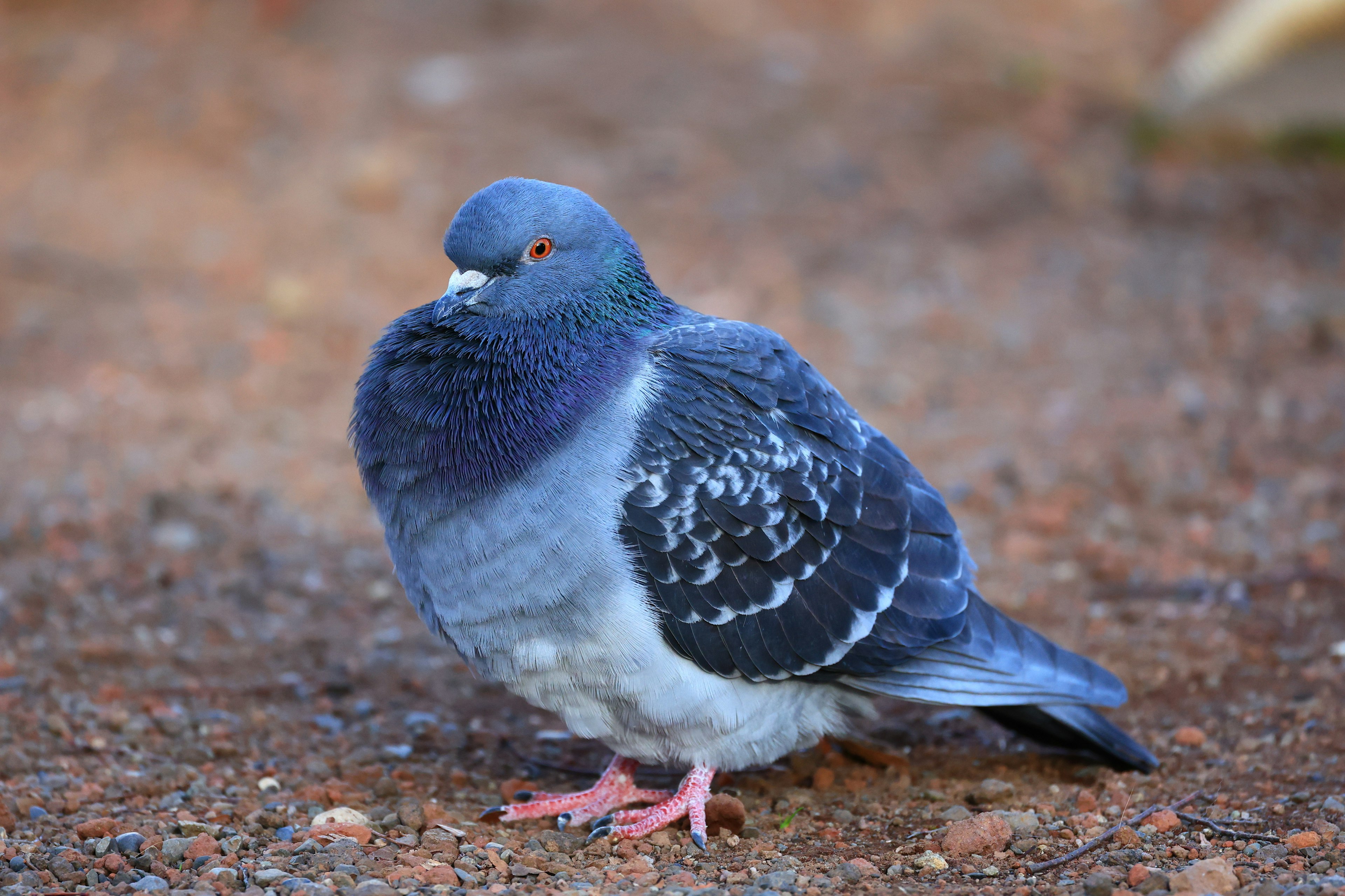 Gray pigeon standing on the ground