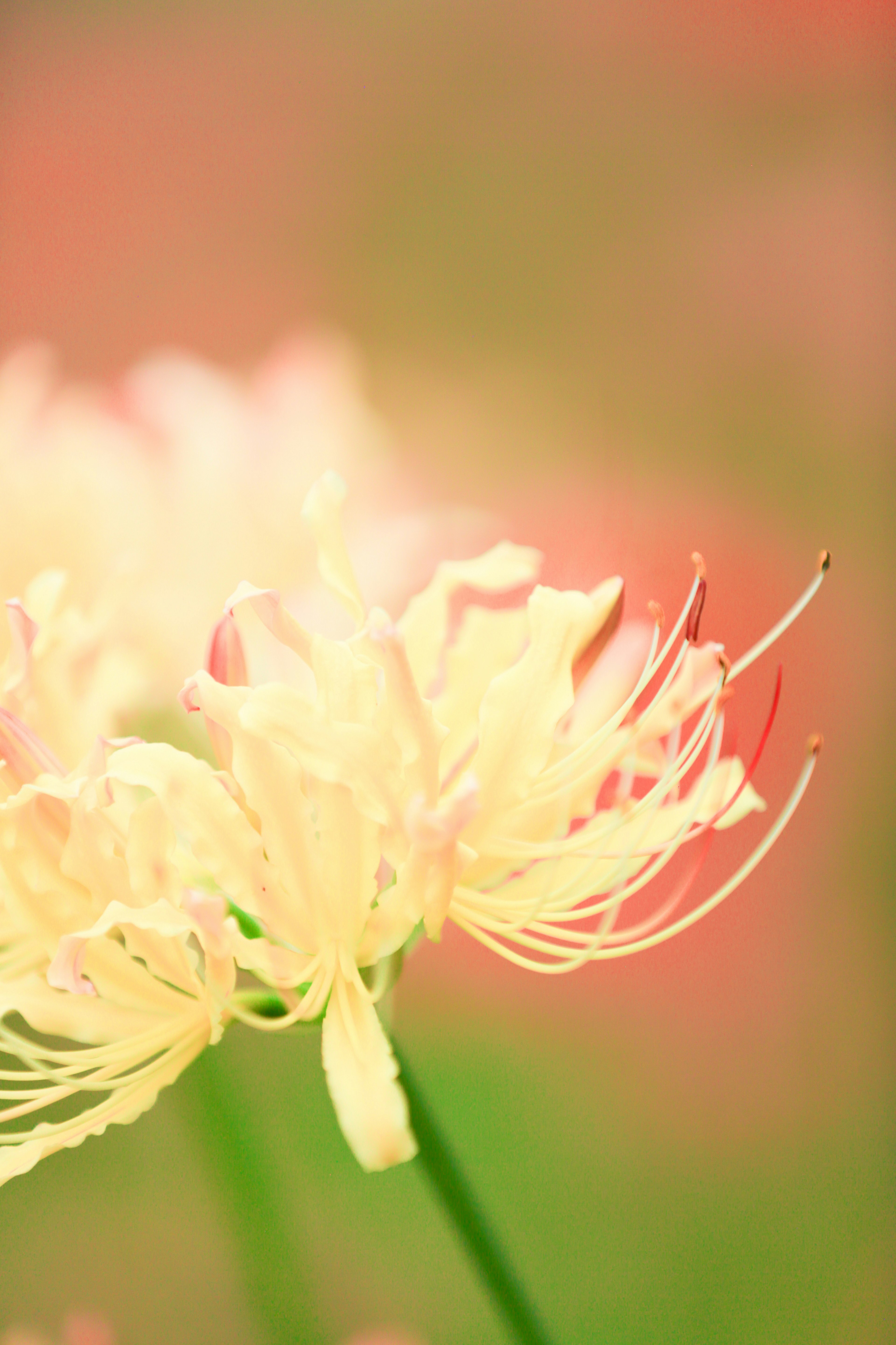 Image en gros plan d'une fleur délicate avec des pétales pâles