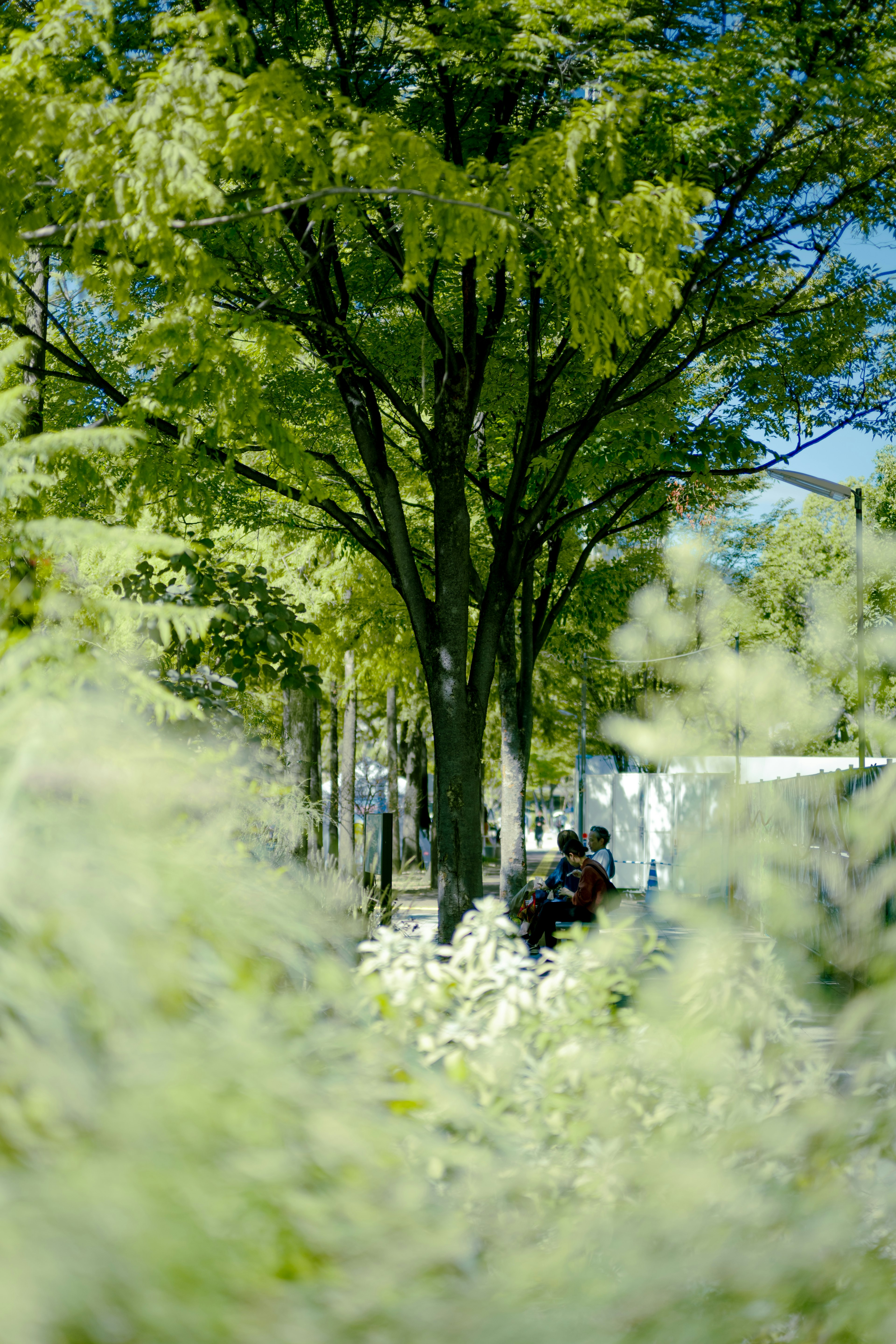 Photo of a green tree surrounded by natural foliage