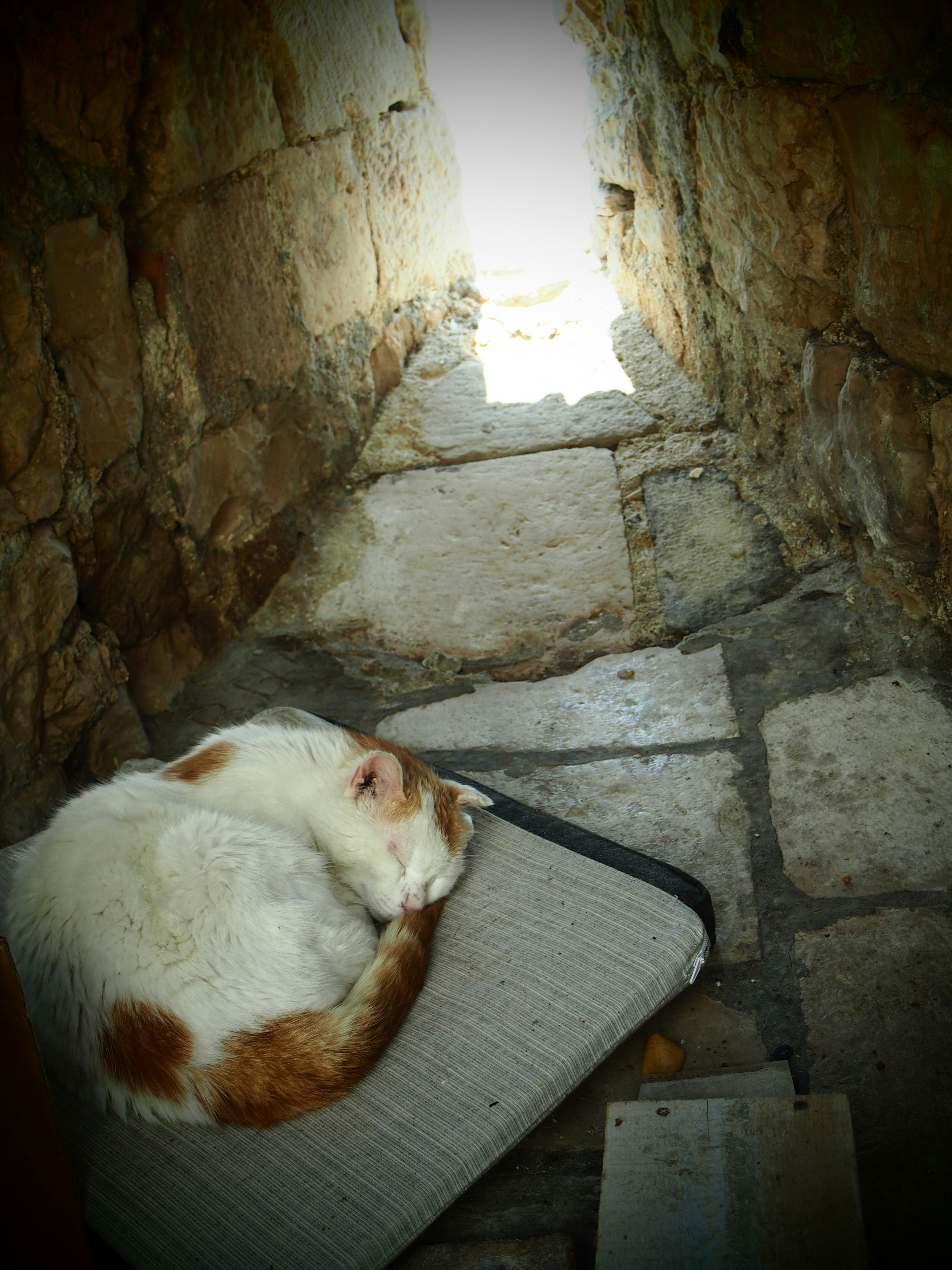 Un gatto che dorme in un corridoio di pietra