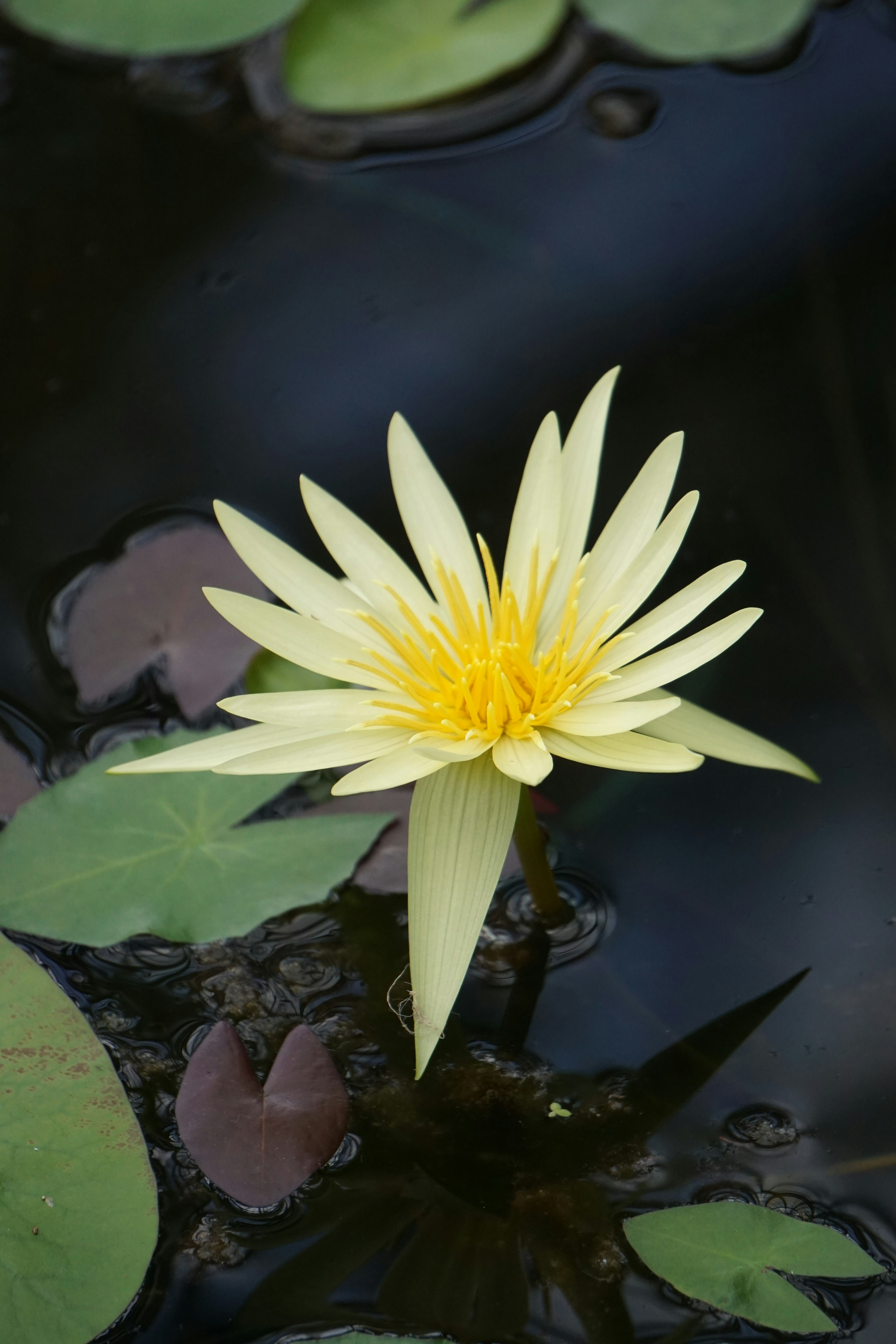 黄色睡莲漂浮在水面上