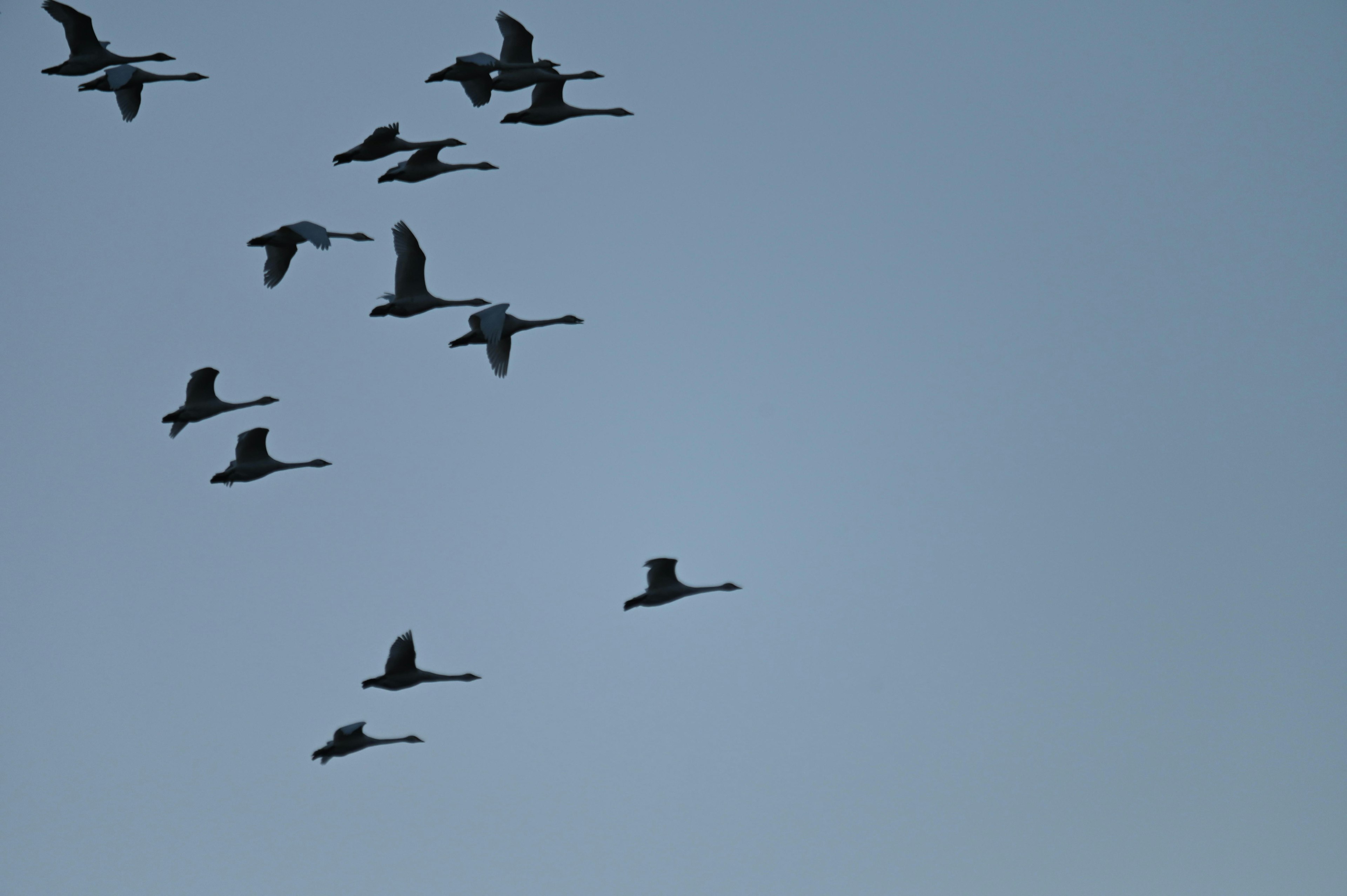 Silhouetten von Kranichen, die in einem blauen Himmel fliegen