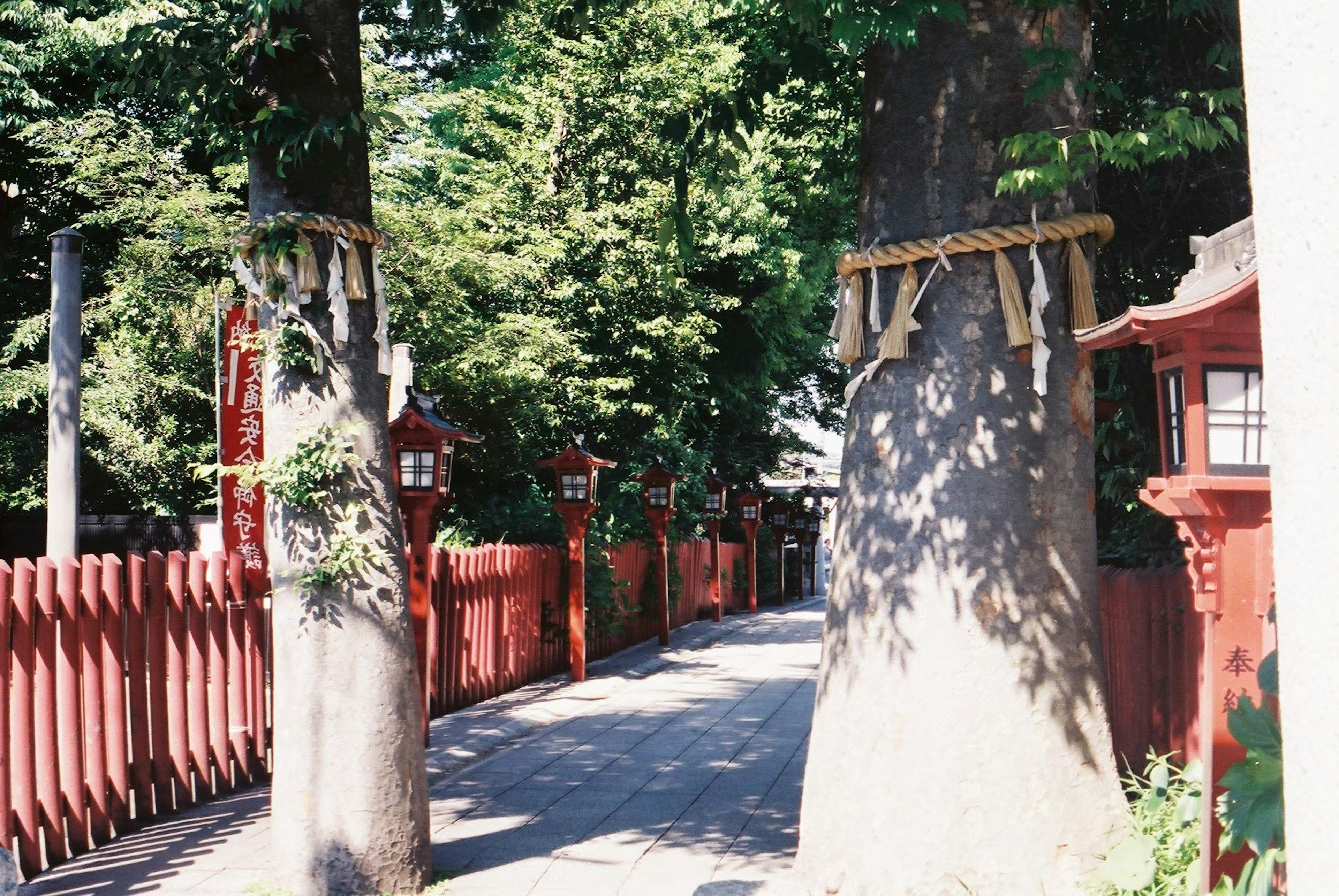 赤い灯篭のある道を挟む二本の大きな木と緑に囲まれた風景