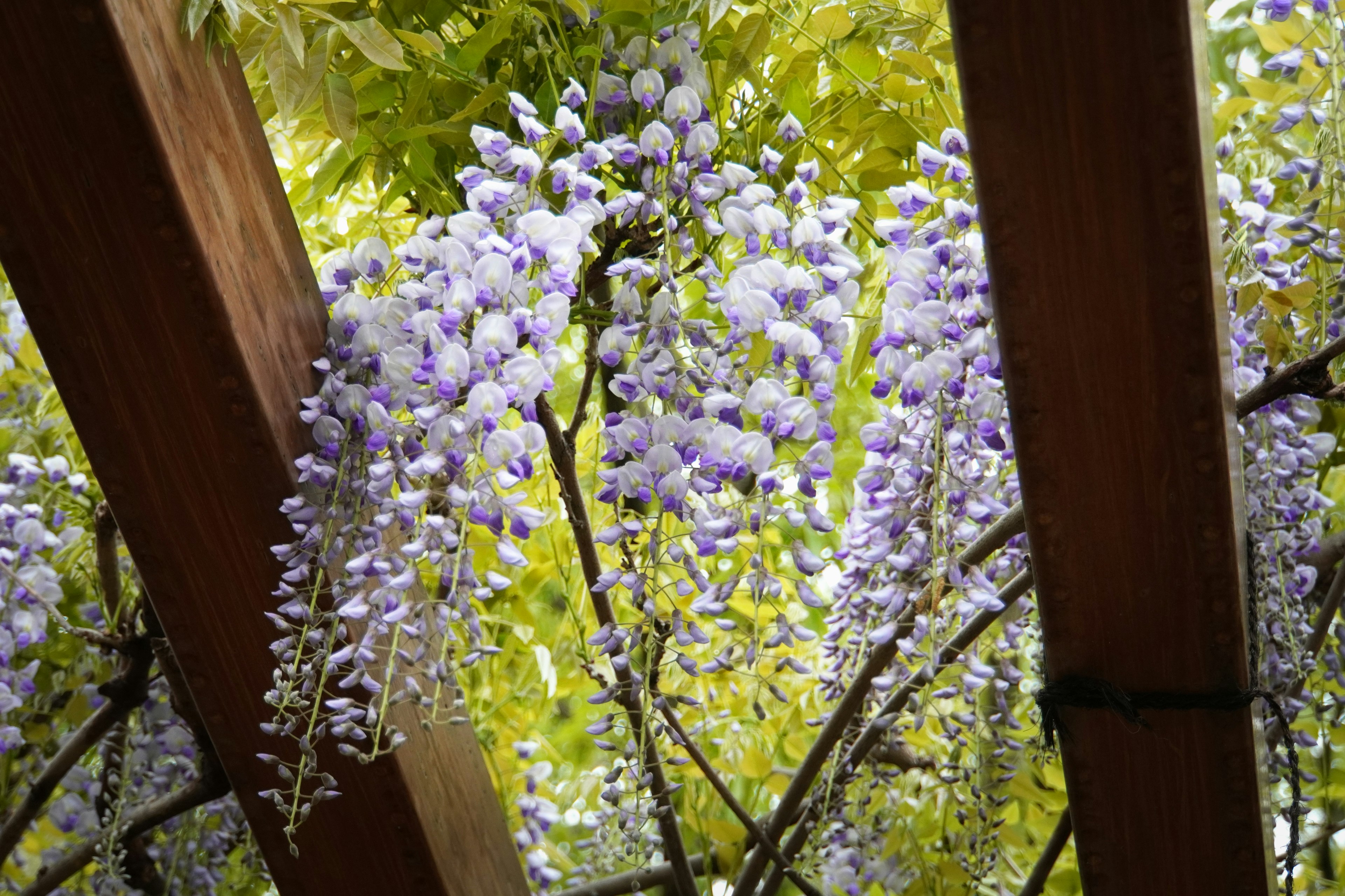 Fleurs de glycine violettes suspendues entre des poutres en bois