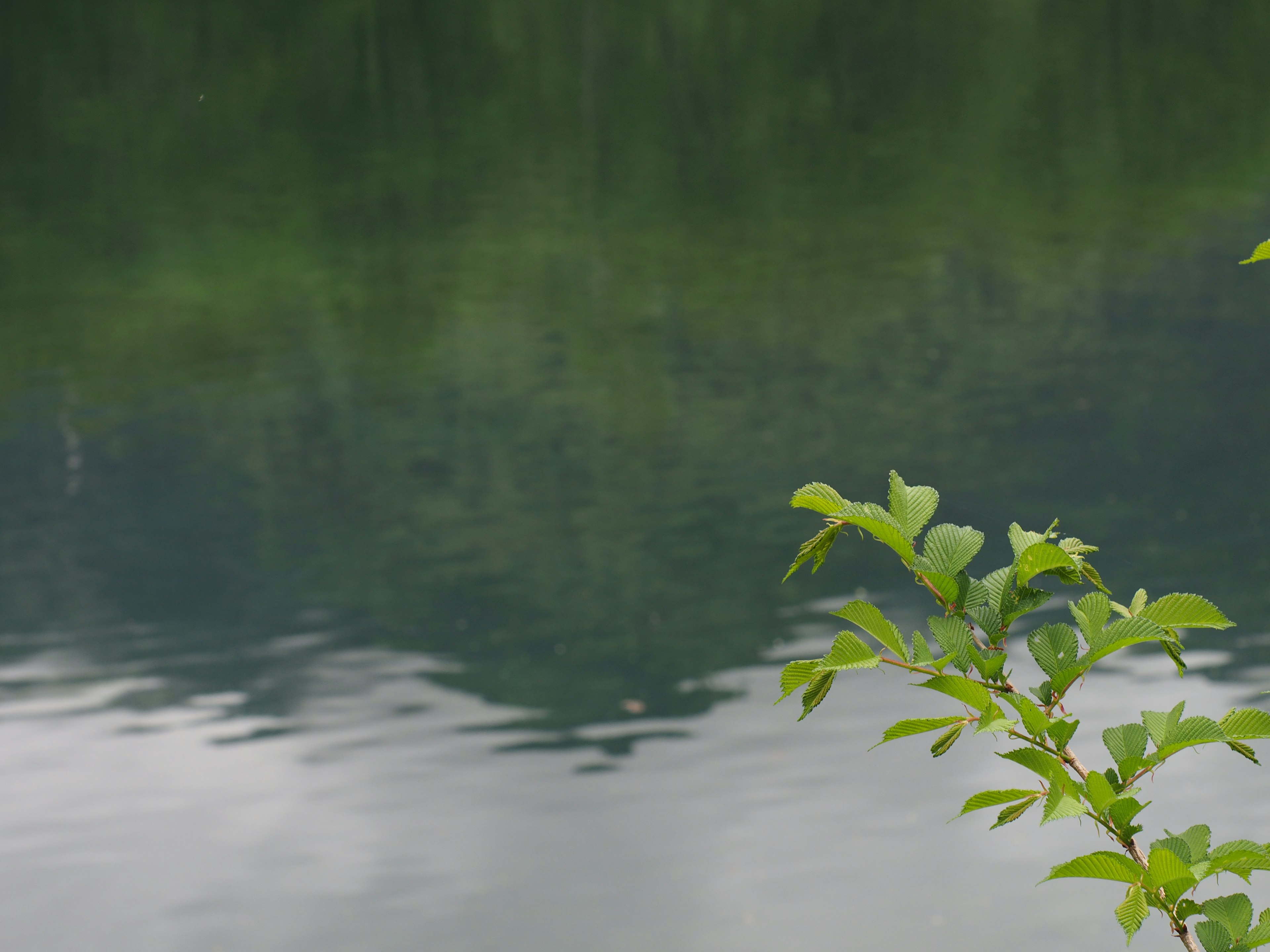 Calm lake surface reflecting green scenery and riverside leaves