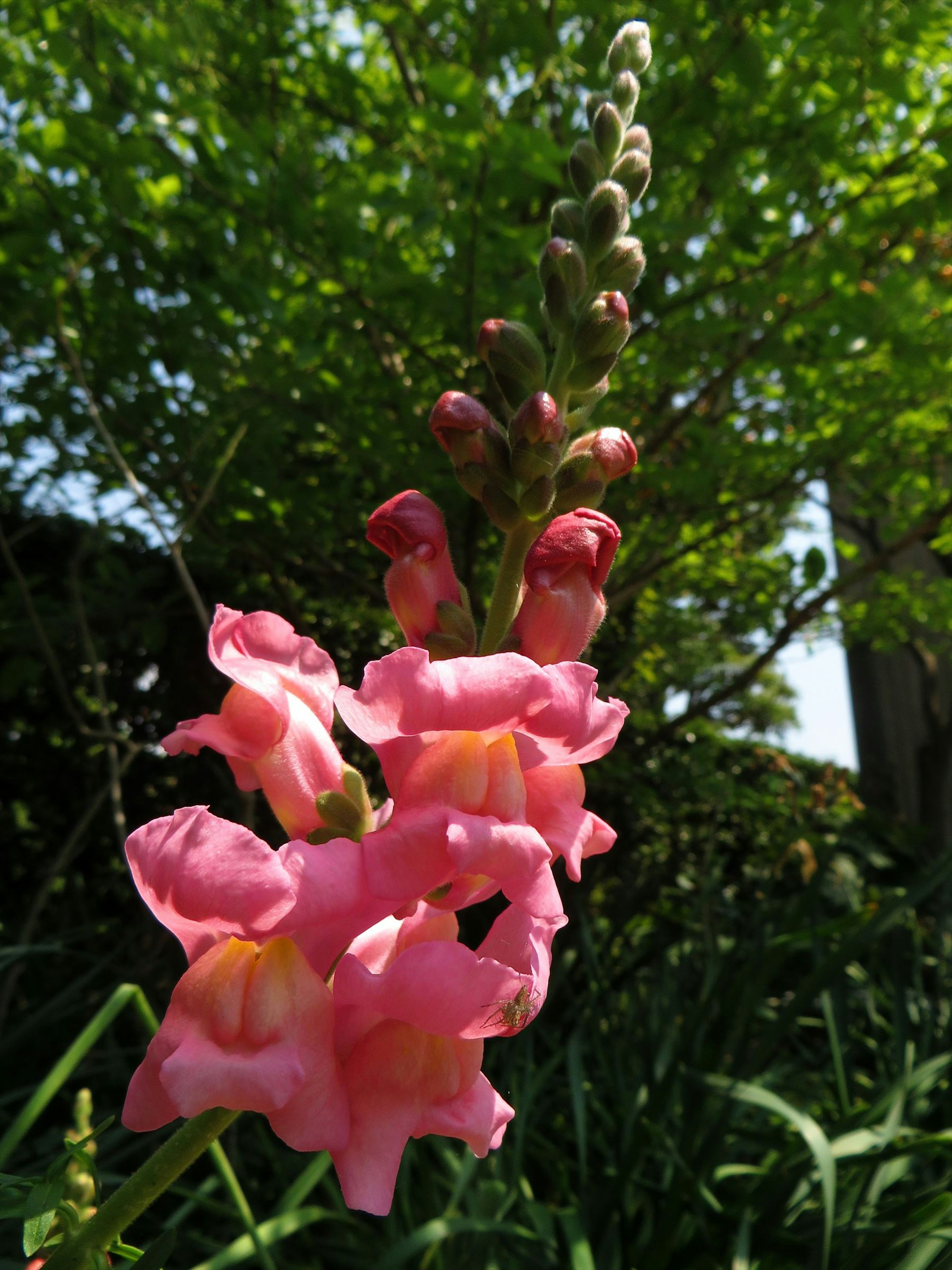 Gros plan sur des fleurs de muflier roses sur fond vert