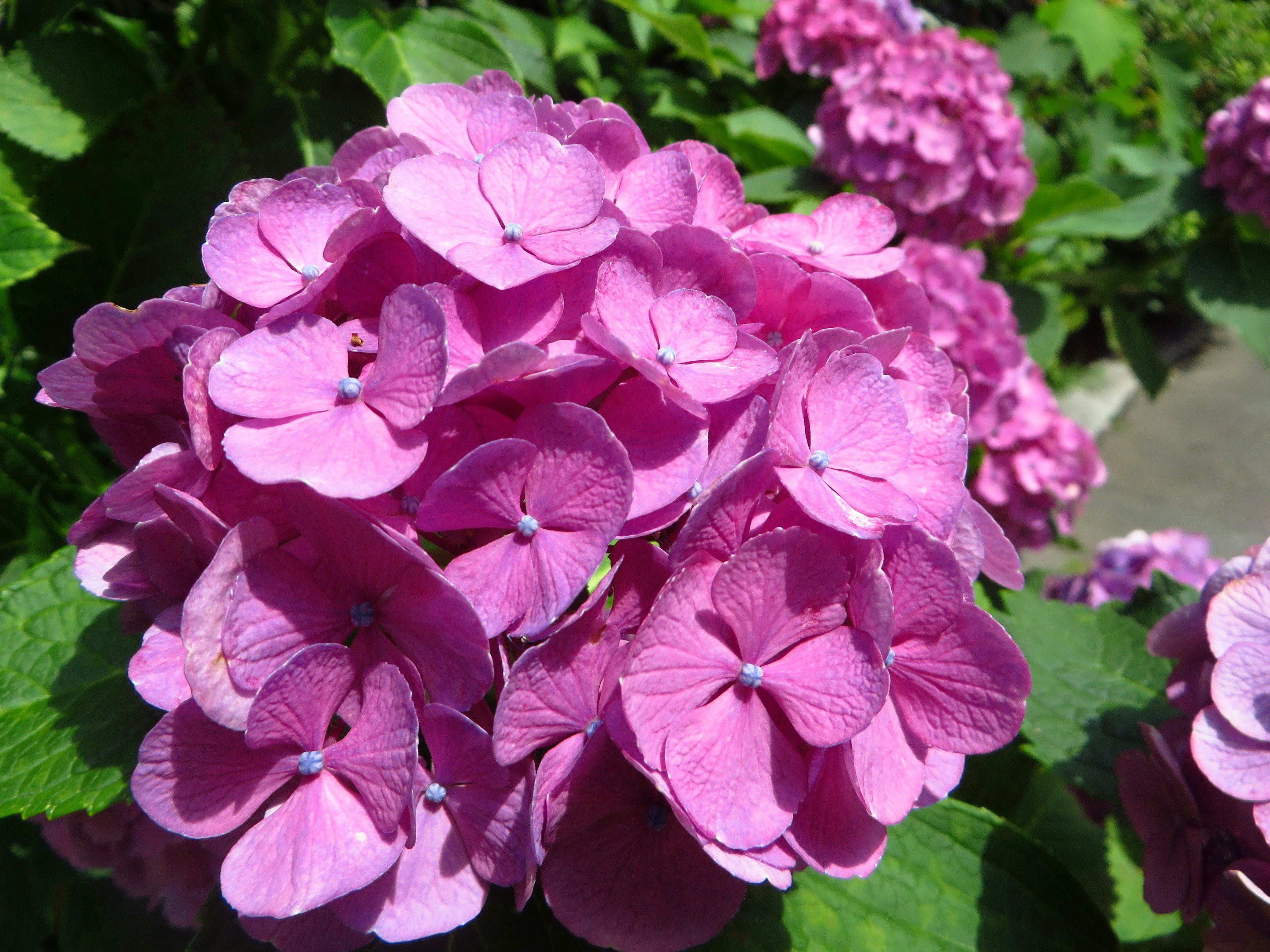 Gros plan sur des fleurs d'hortensia roses vibrantes