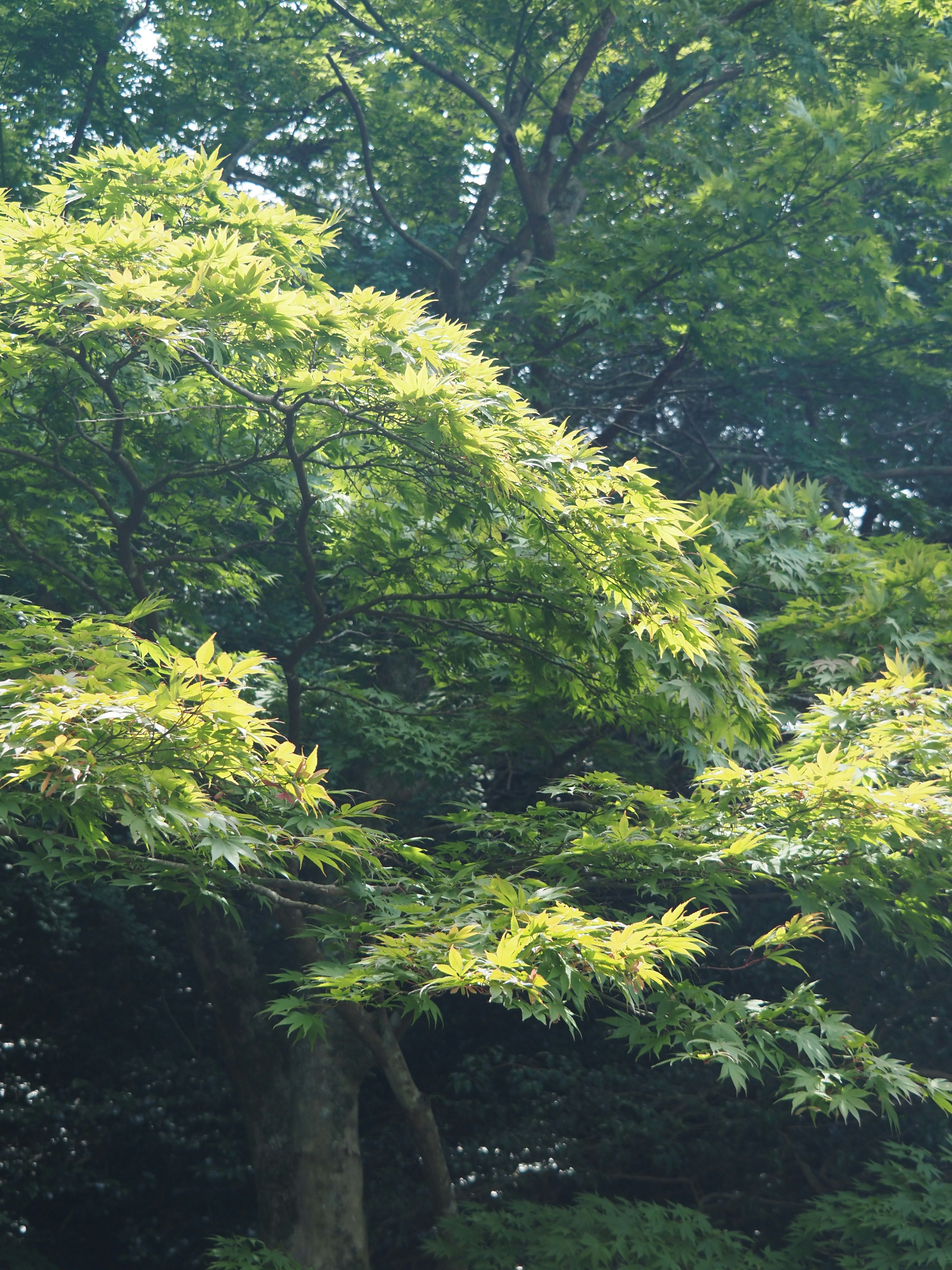 Foglie verdi lussureggianti di un albero in un tranquillo giardino giapponese