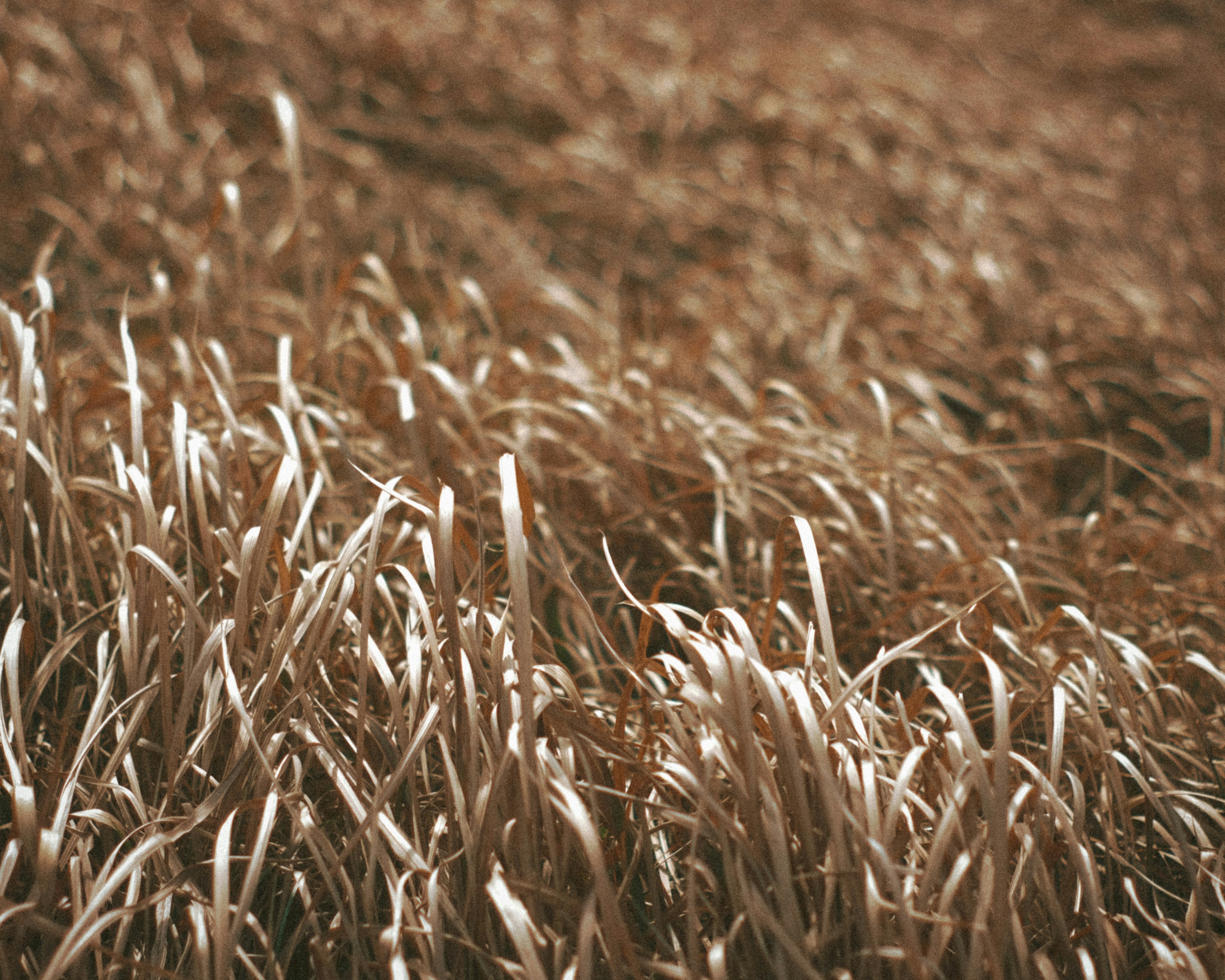 Close-up pemandangan rumput coklat