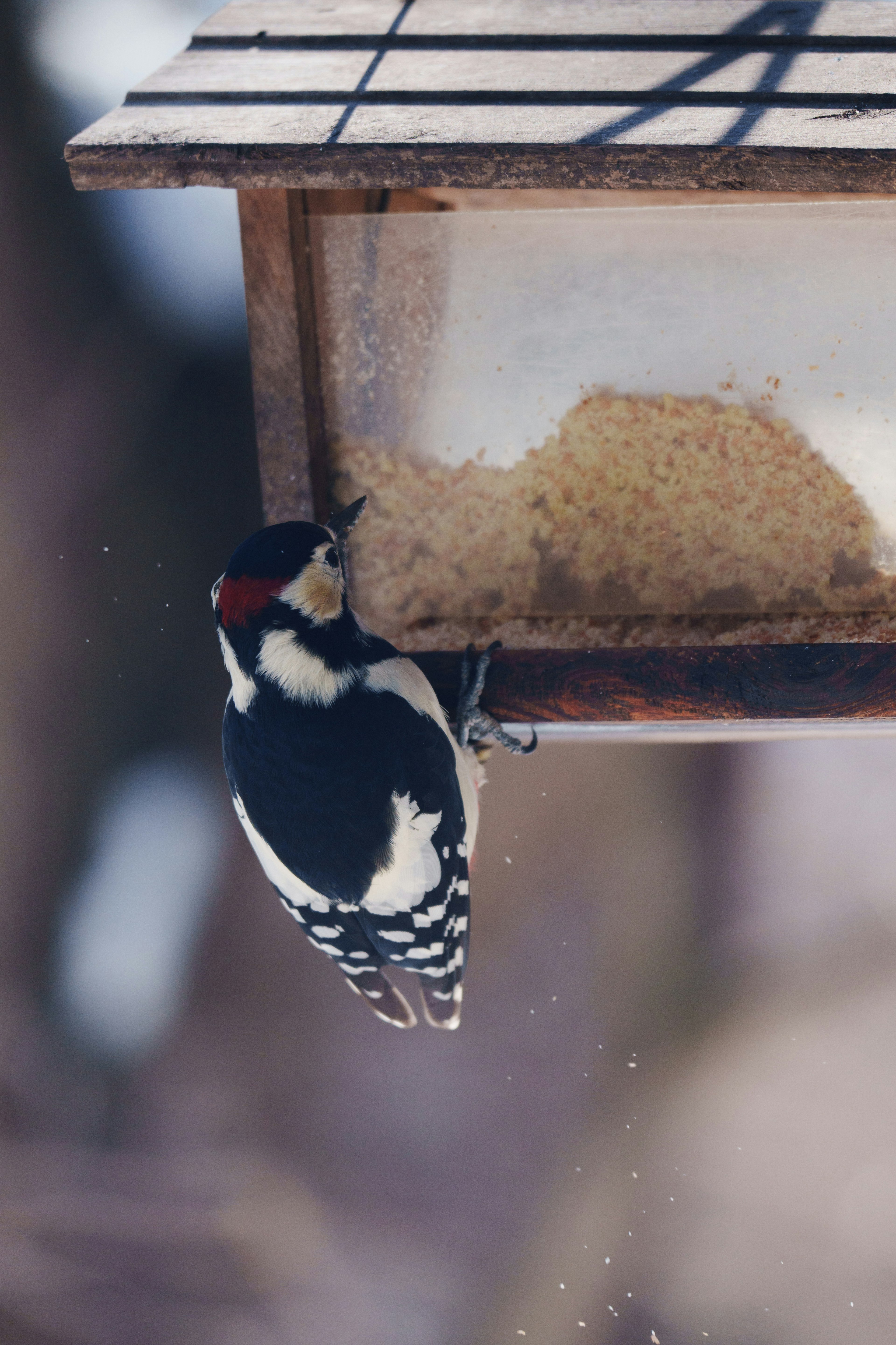 Pájaro carpintero alimentándose de un comedero para aves en invierno