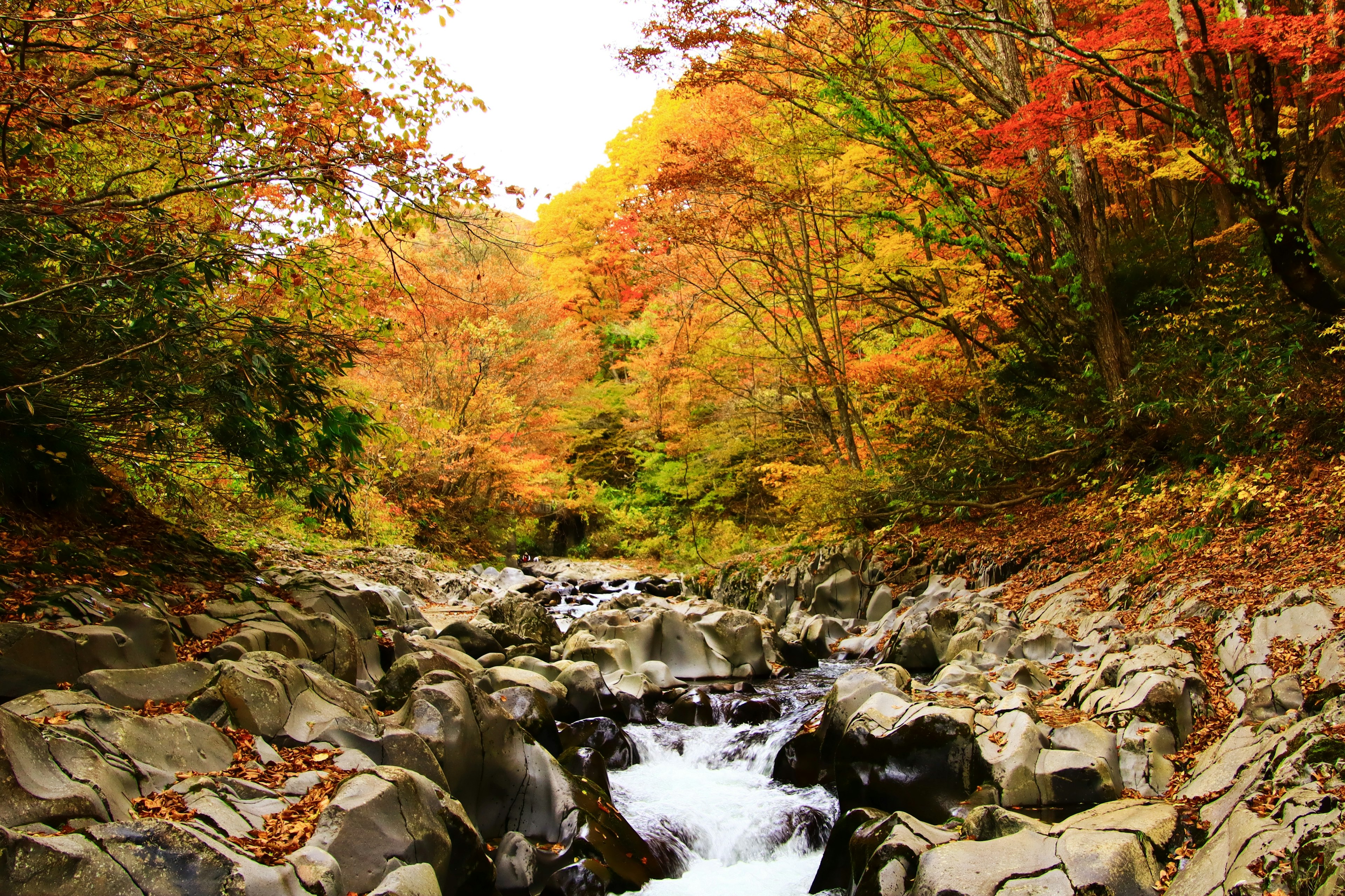 Un ruscello panoramico circondato da fogliame autunnale