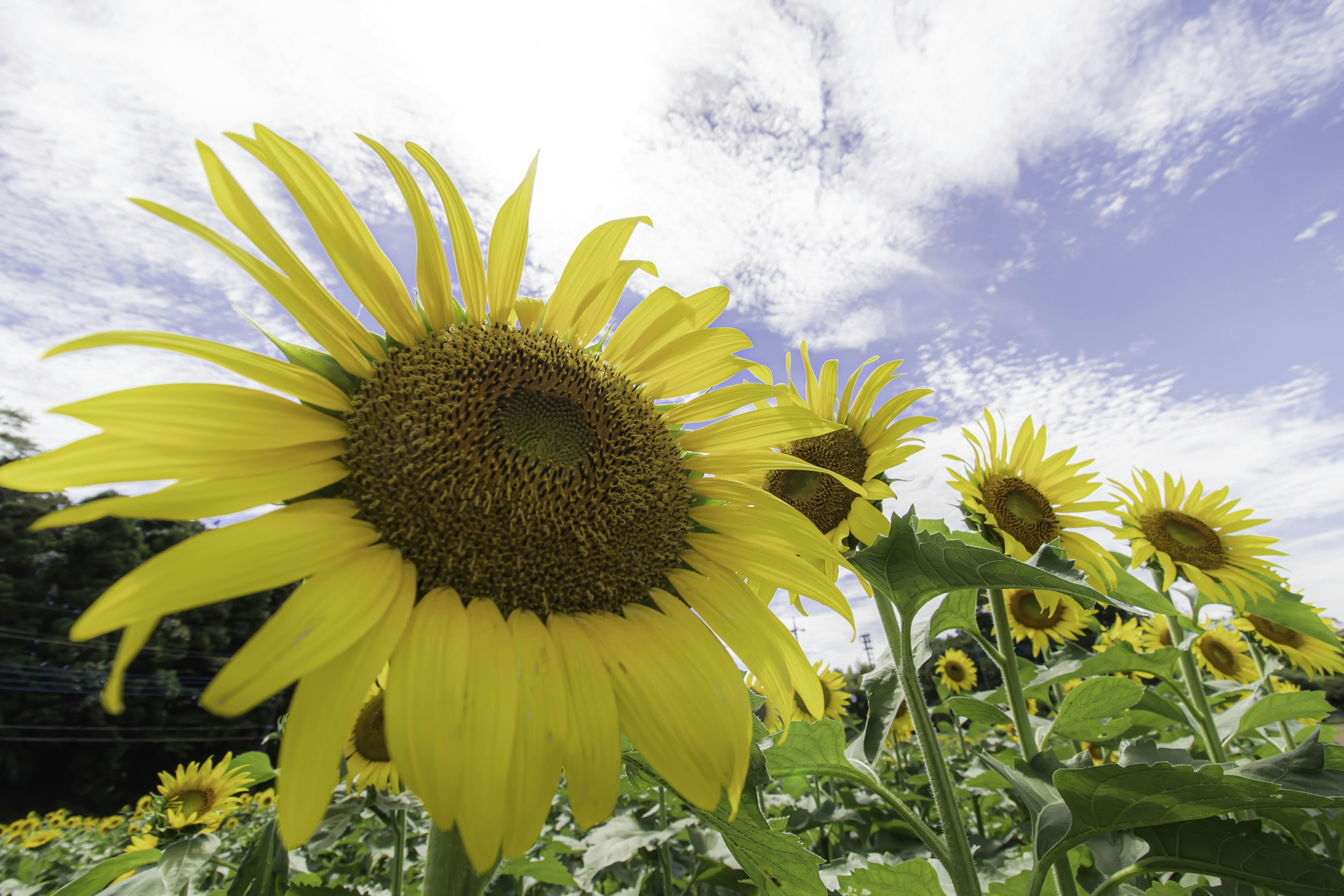 Un campo de girasoles brillantes bajo un cielo azul claro