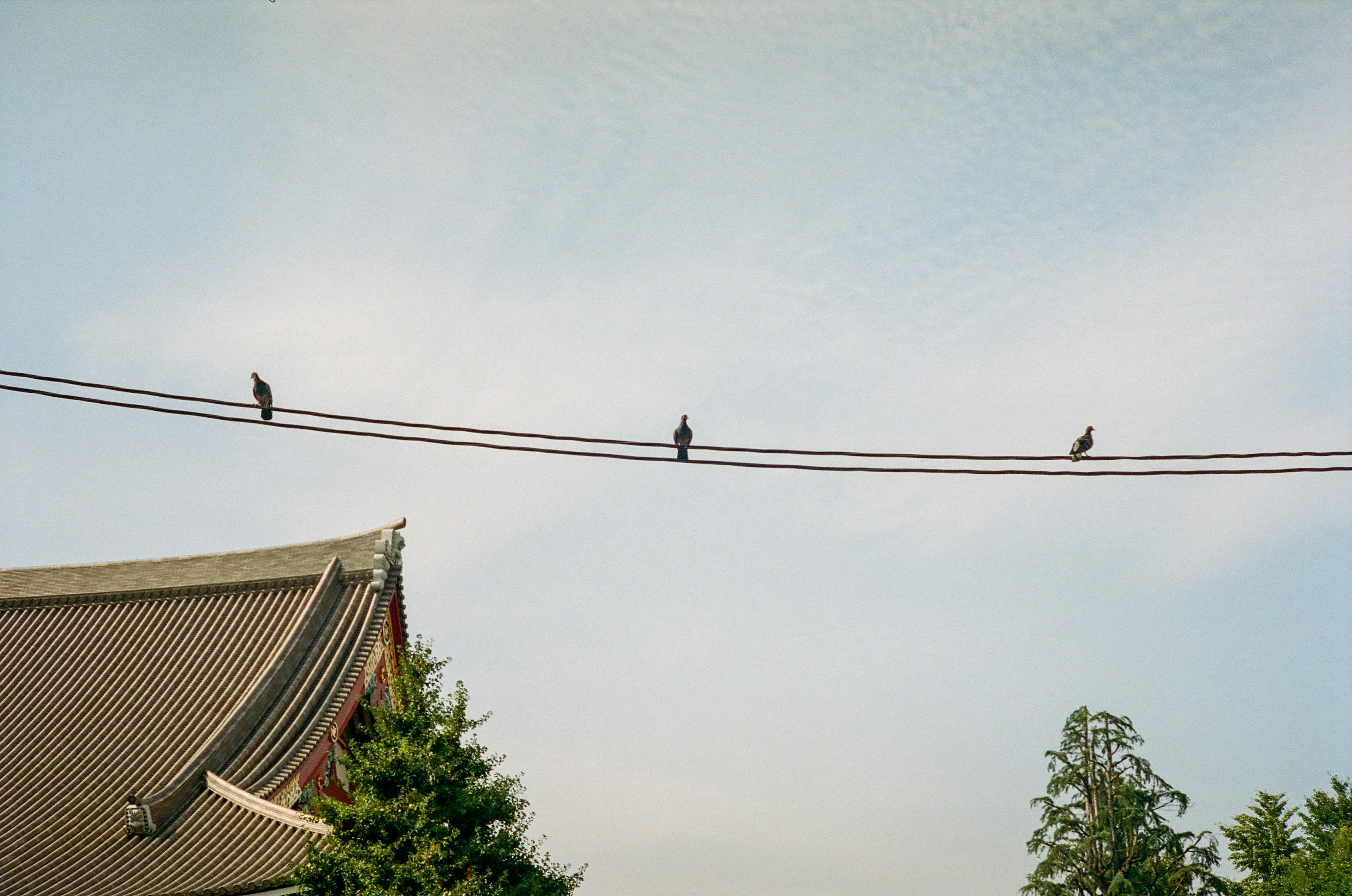 屋根の上にいる三羽の鳥と青空の風景