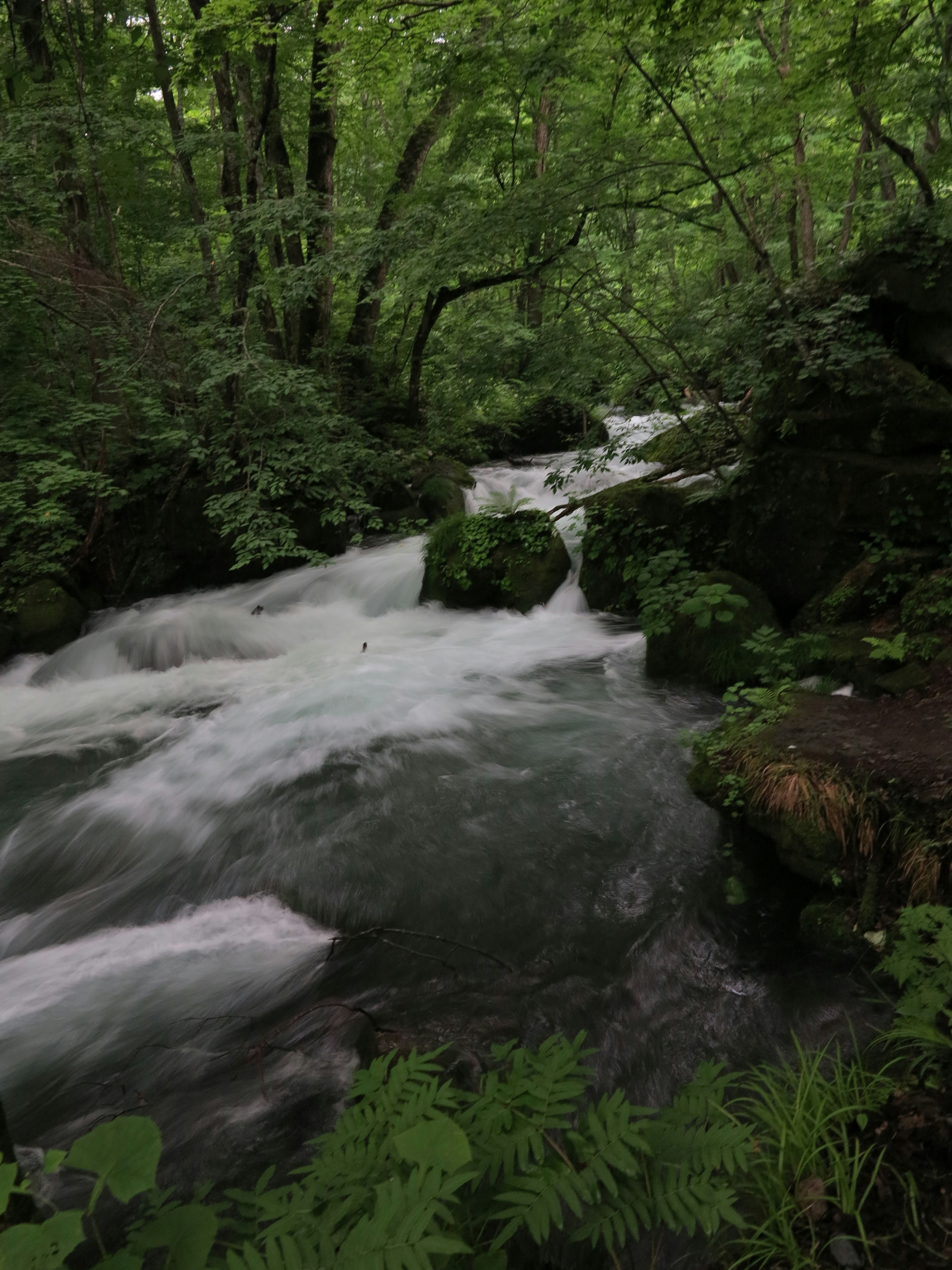 A clear river flowing through a lush green forest