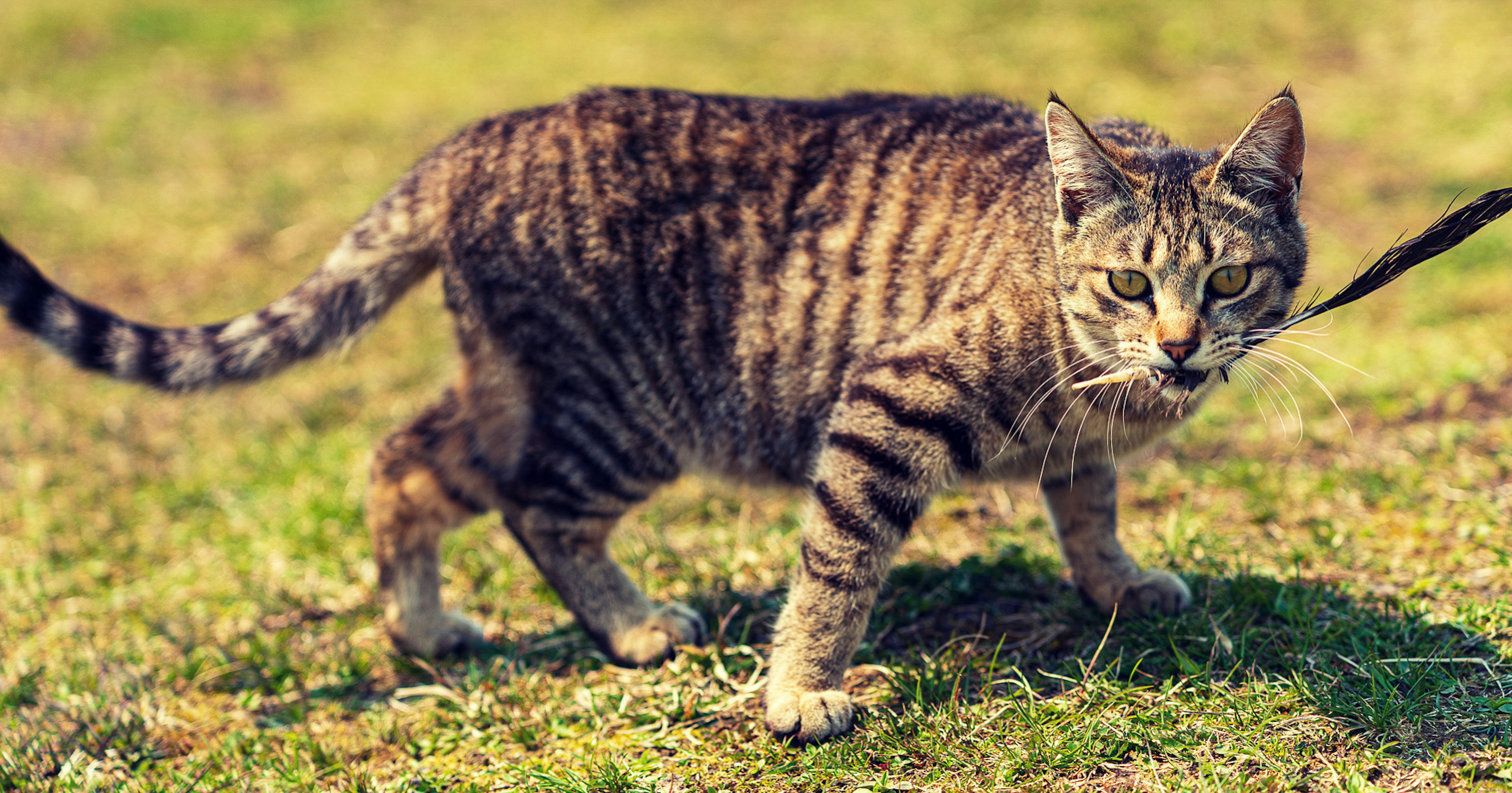 リードをつけた縞模様の猫が草の上を歩いている