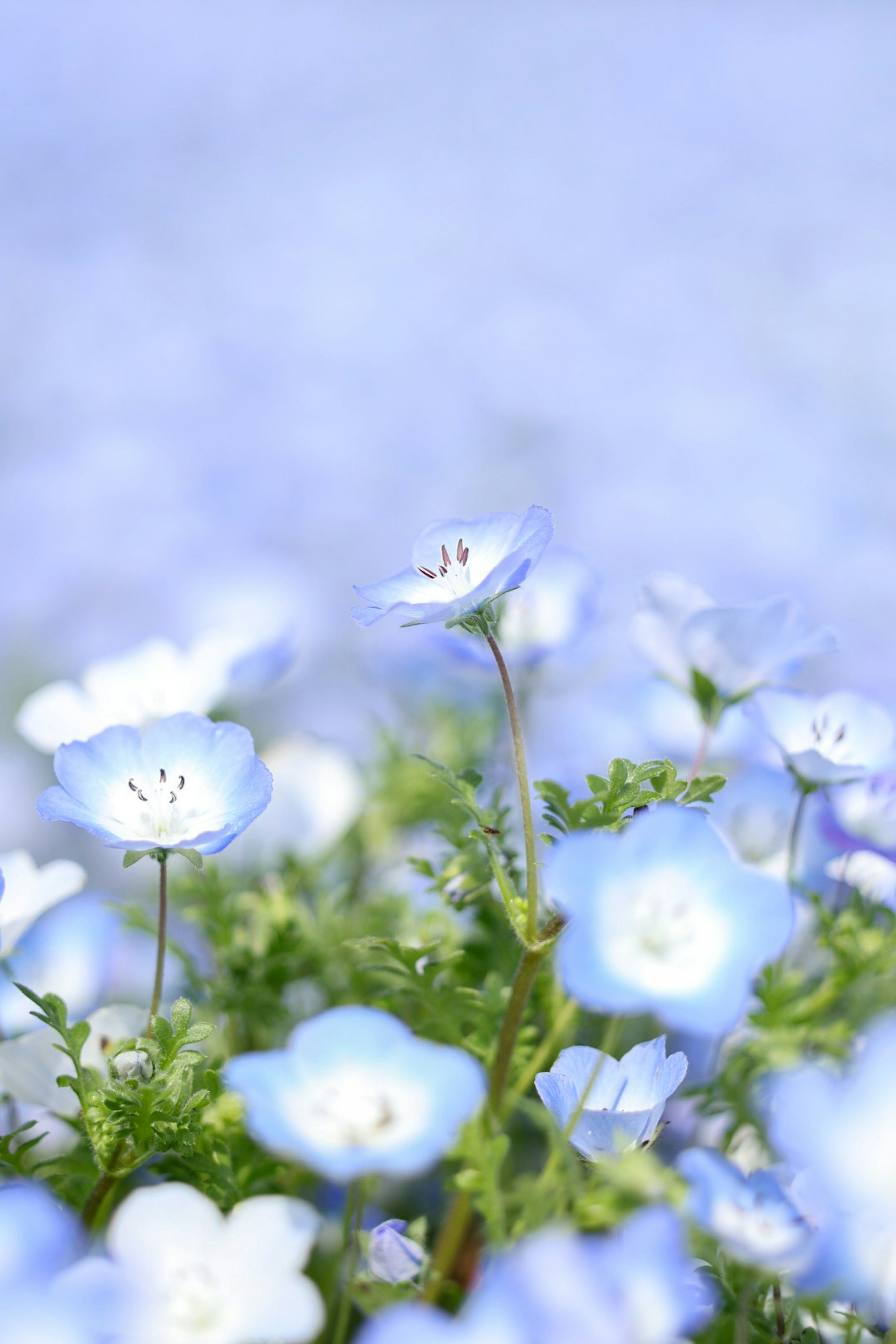 青い花が咲く風景で緑の葉が見える