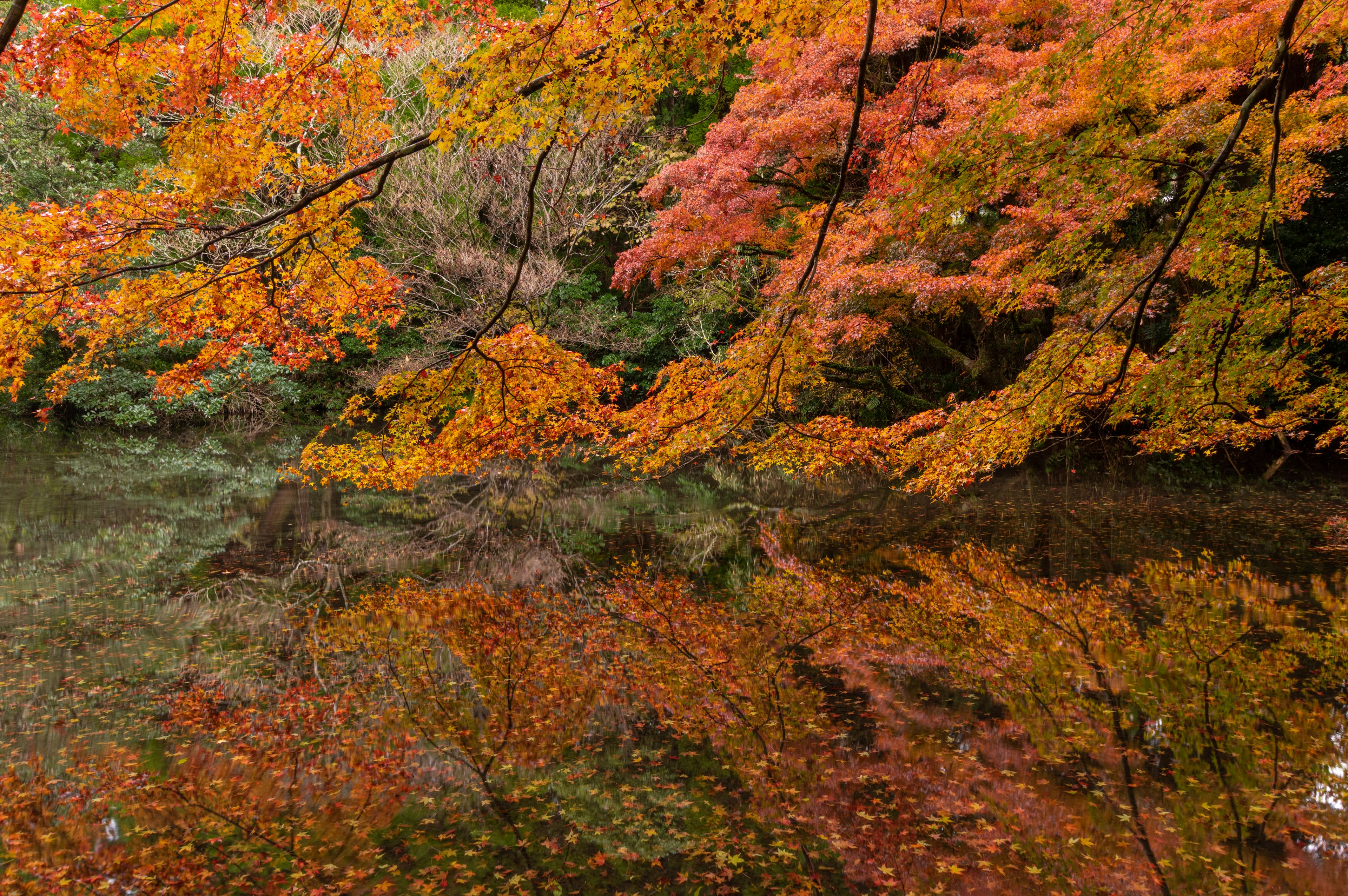 秋の紅葉が水面に映る美しい風景