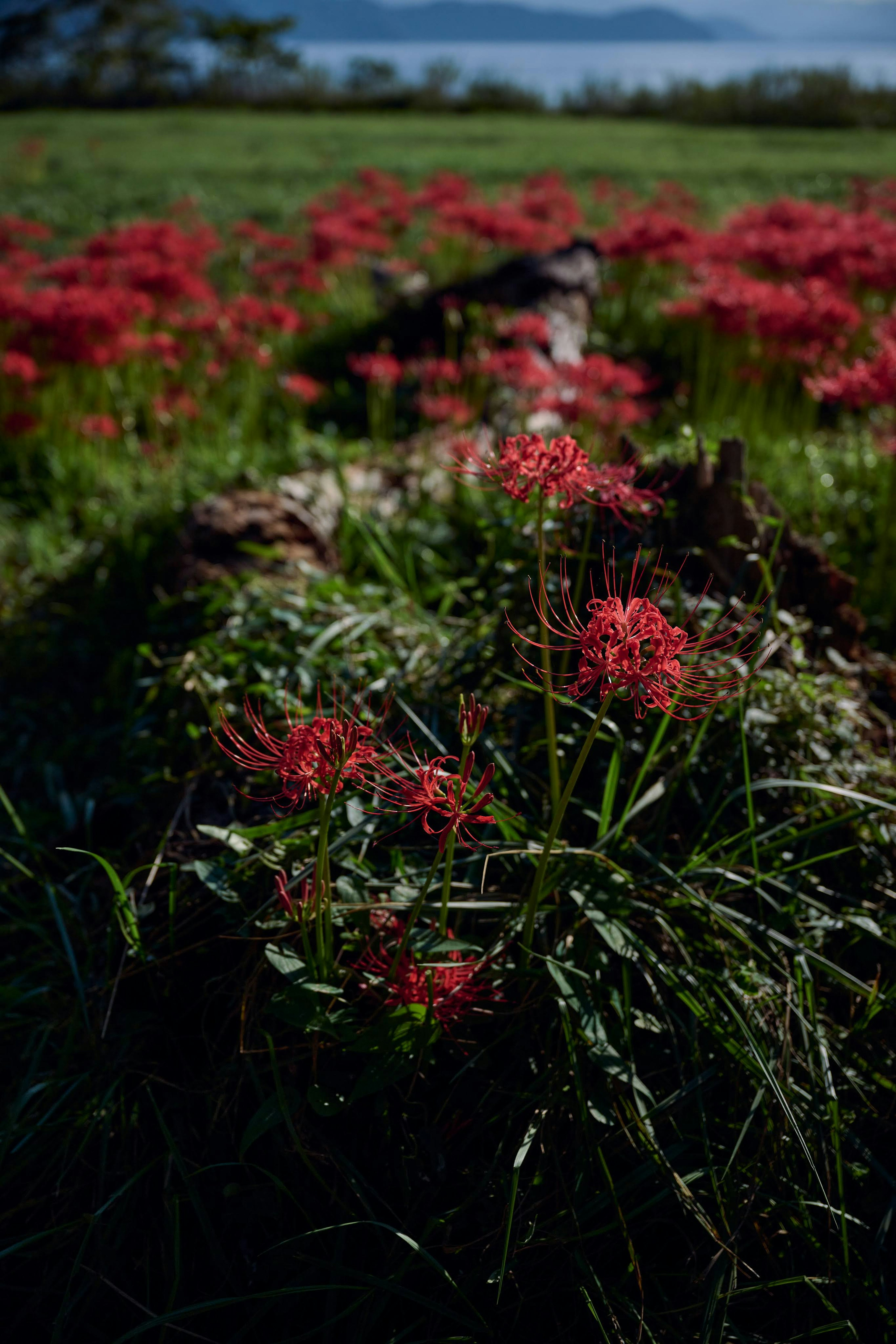 Field of red flowers with distant mountains