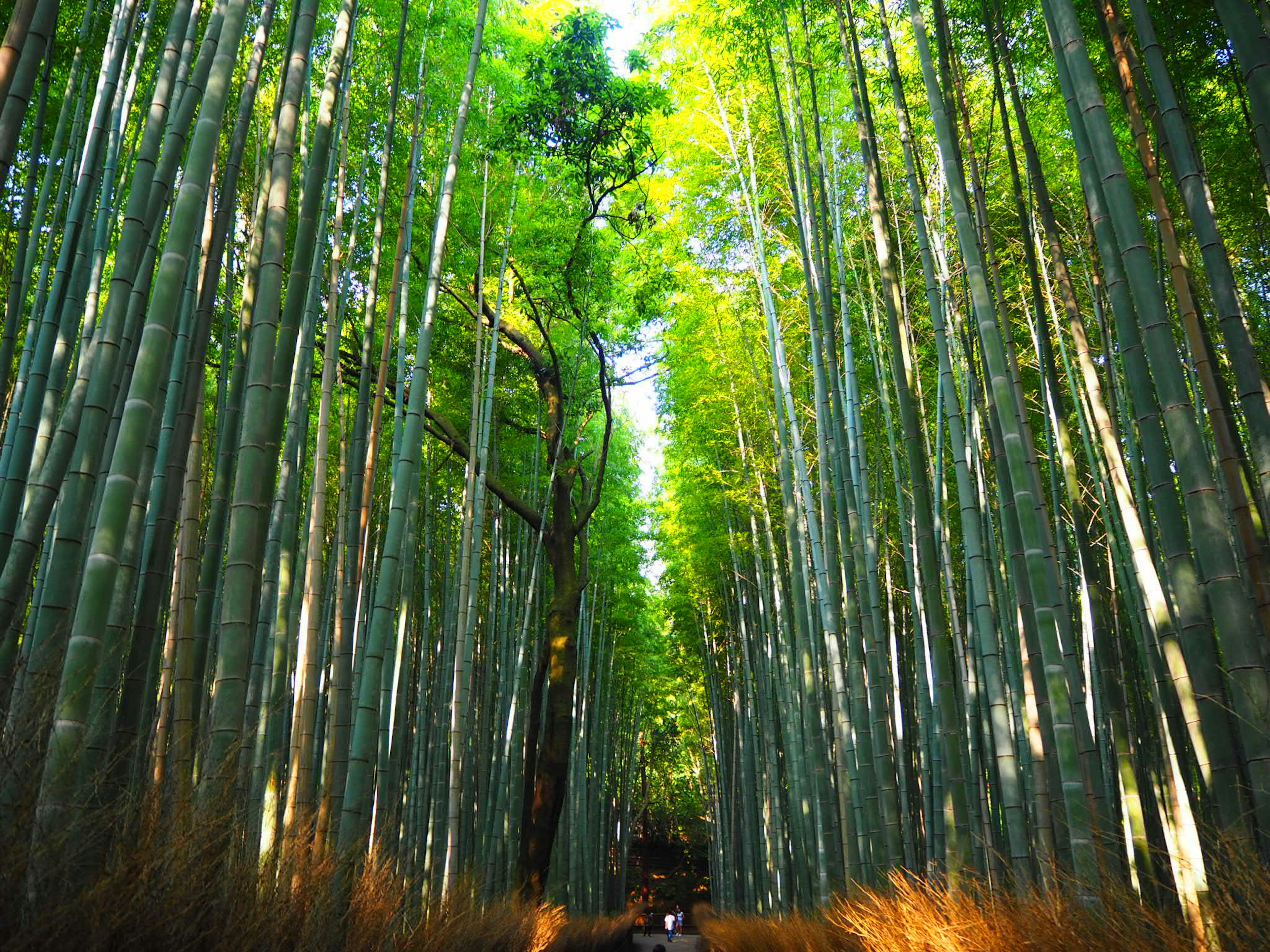 A view of a lush bamboo forest with a pathway and sunlight filtering through the leaves