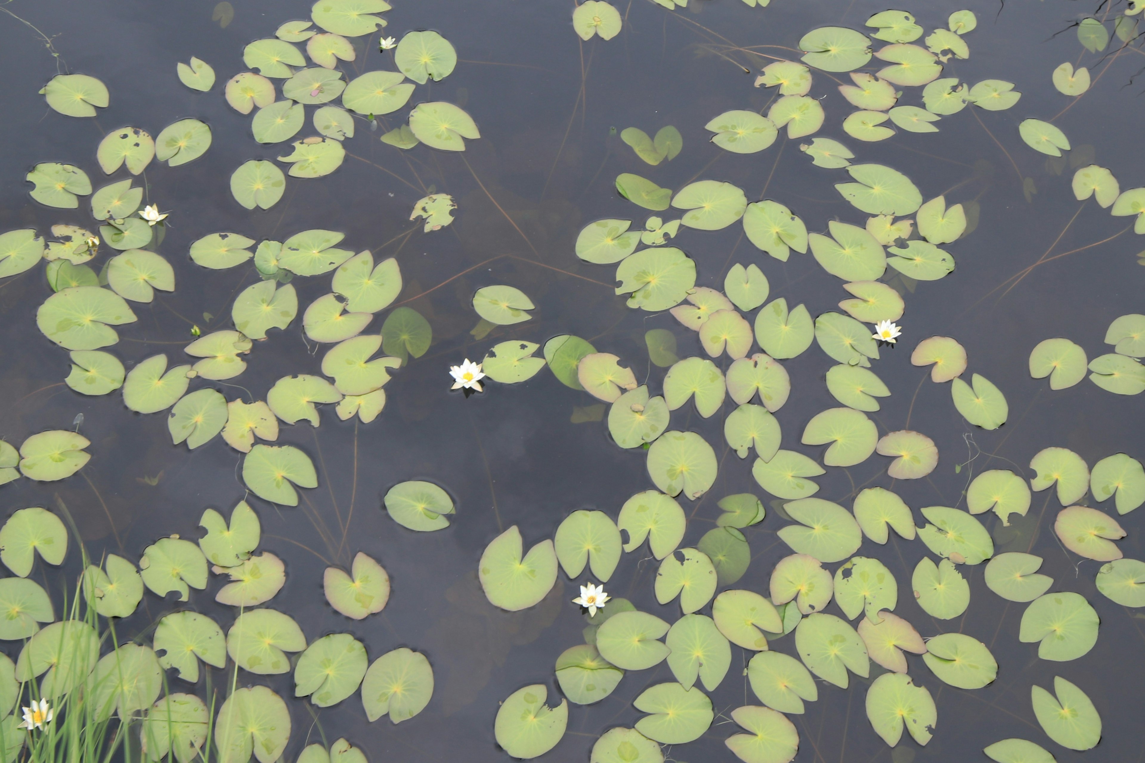 水面に浮かぶ緑の葉と白い花が散在する風景