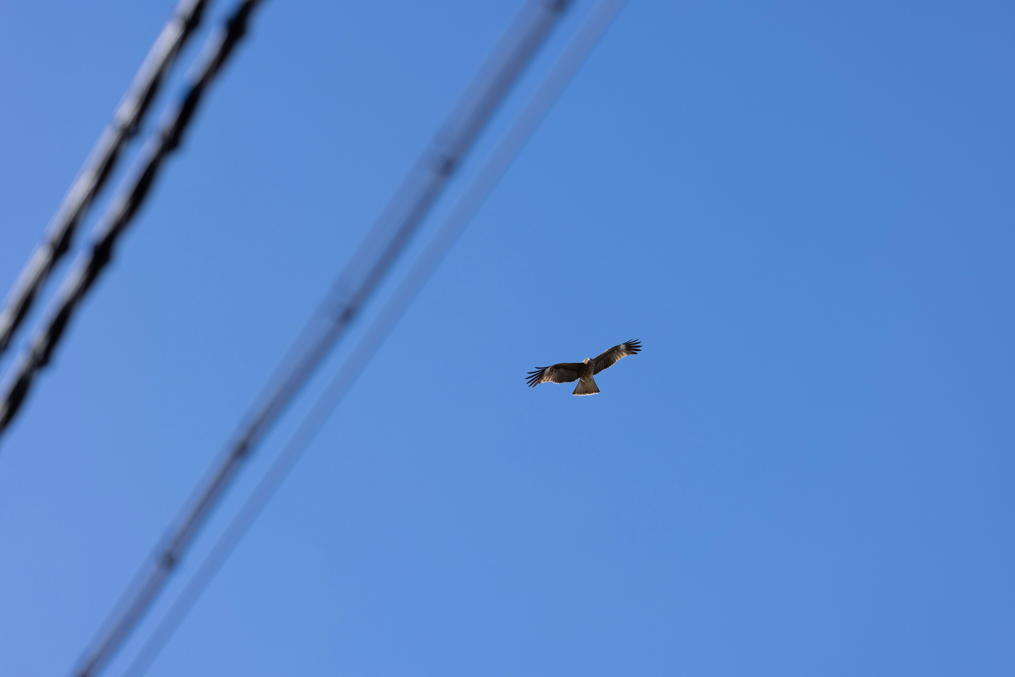 Falke, der gegen einen blauen Himmel mit Stromleitungen fliegt