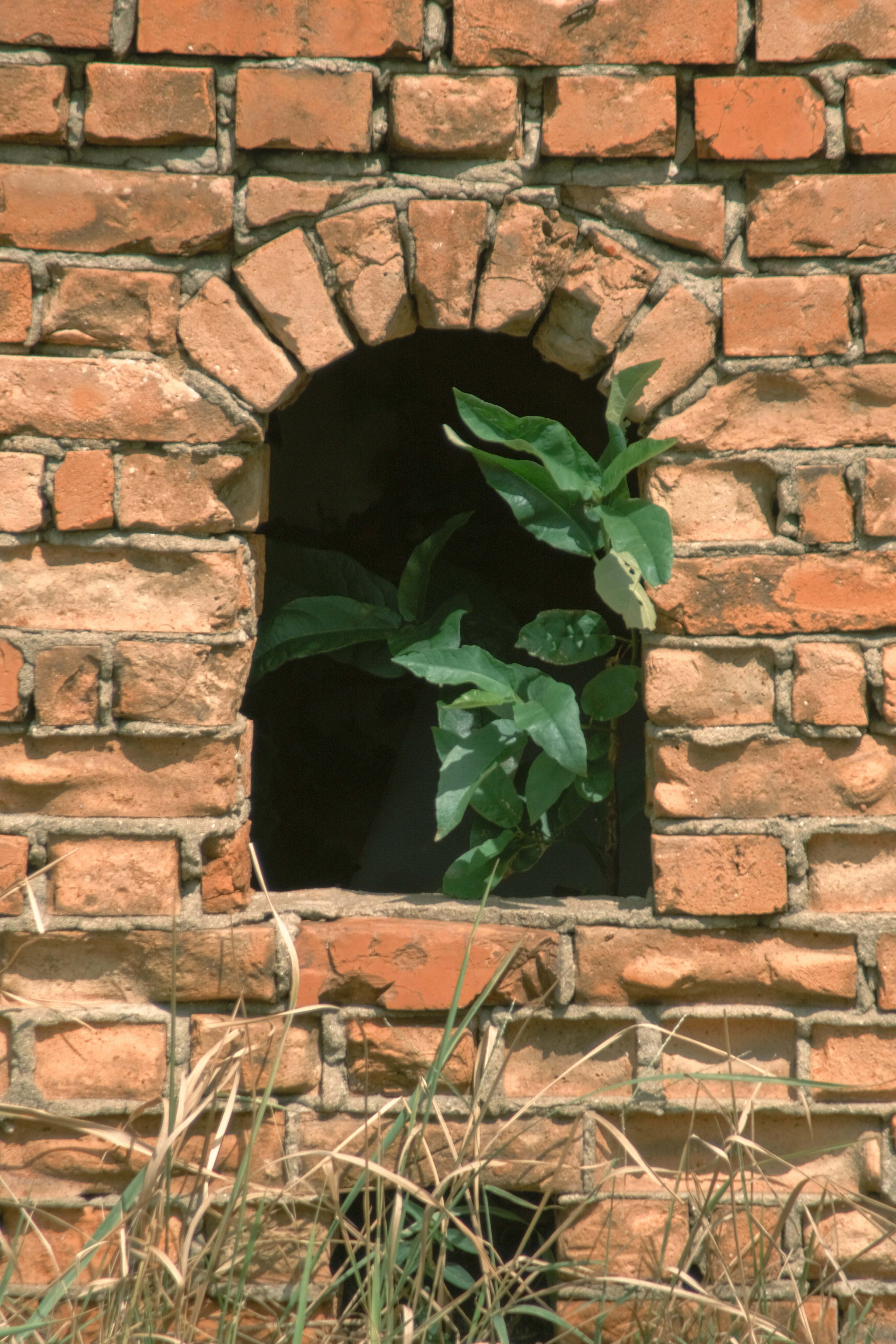 Pequeña ventana arqueada en una pared de ladrillo con hojas verdes visibles