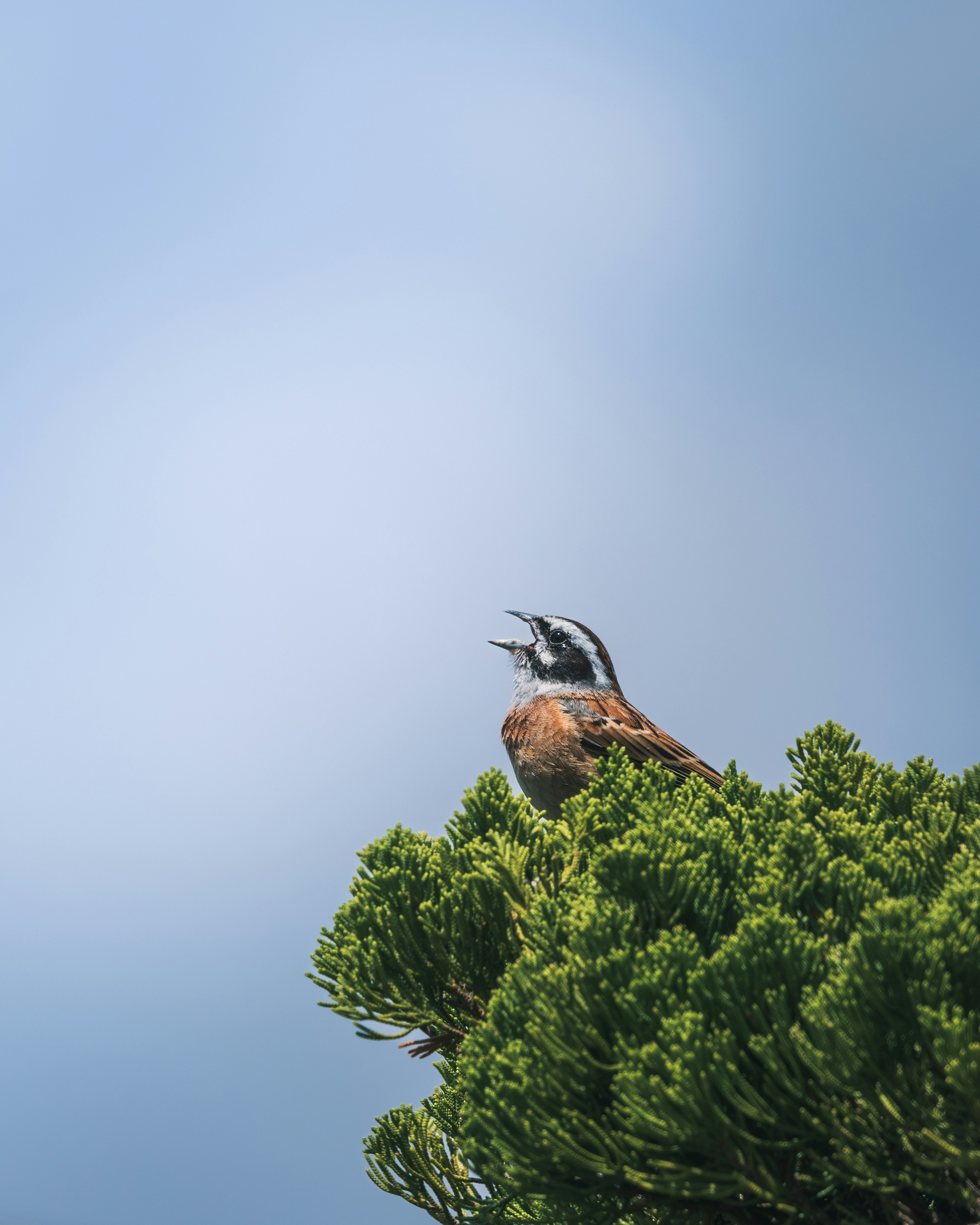 A bird singing atop a tree with a blue sky background