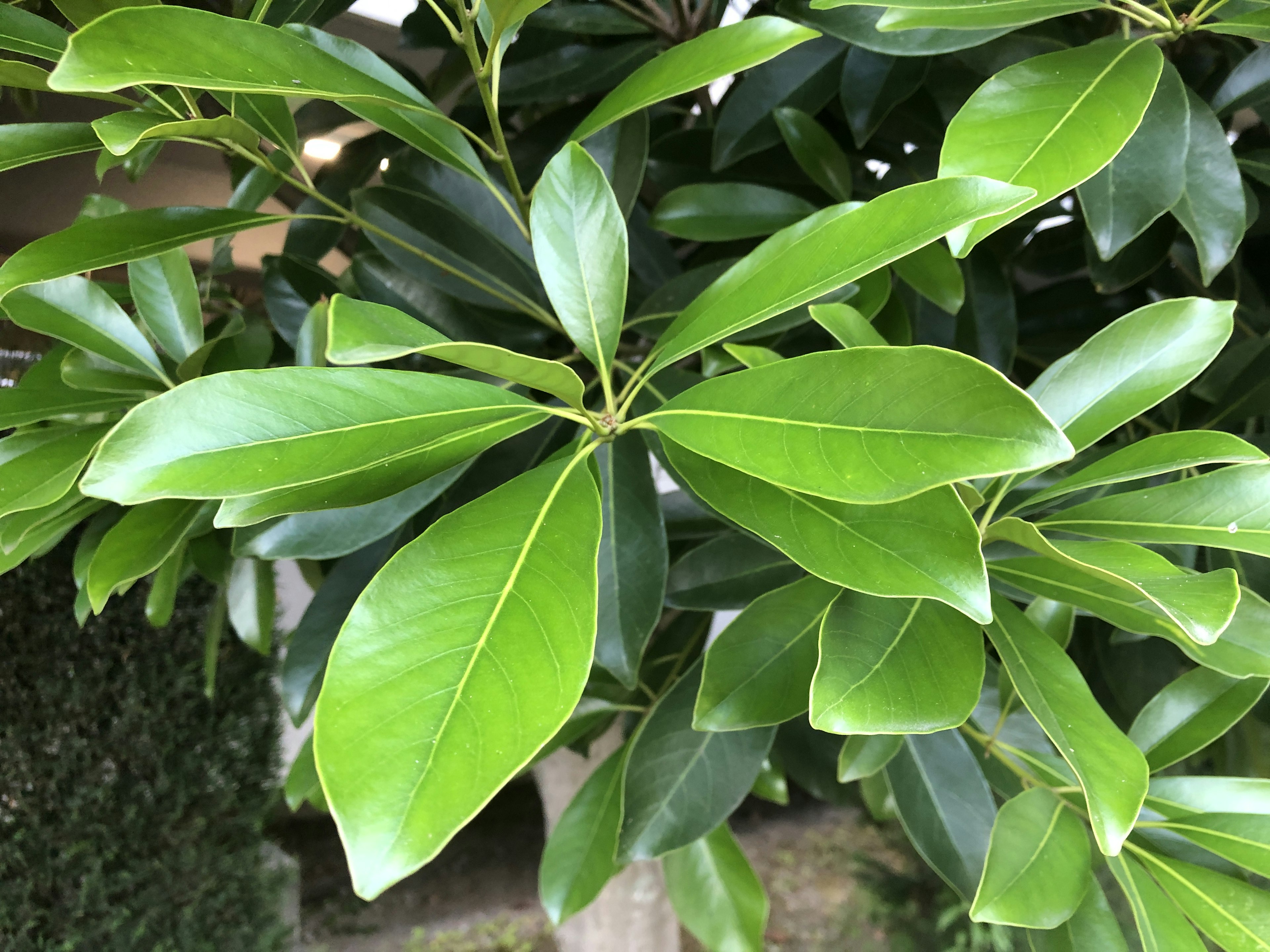 Kedekatan daun hijau subur pada tanaman