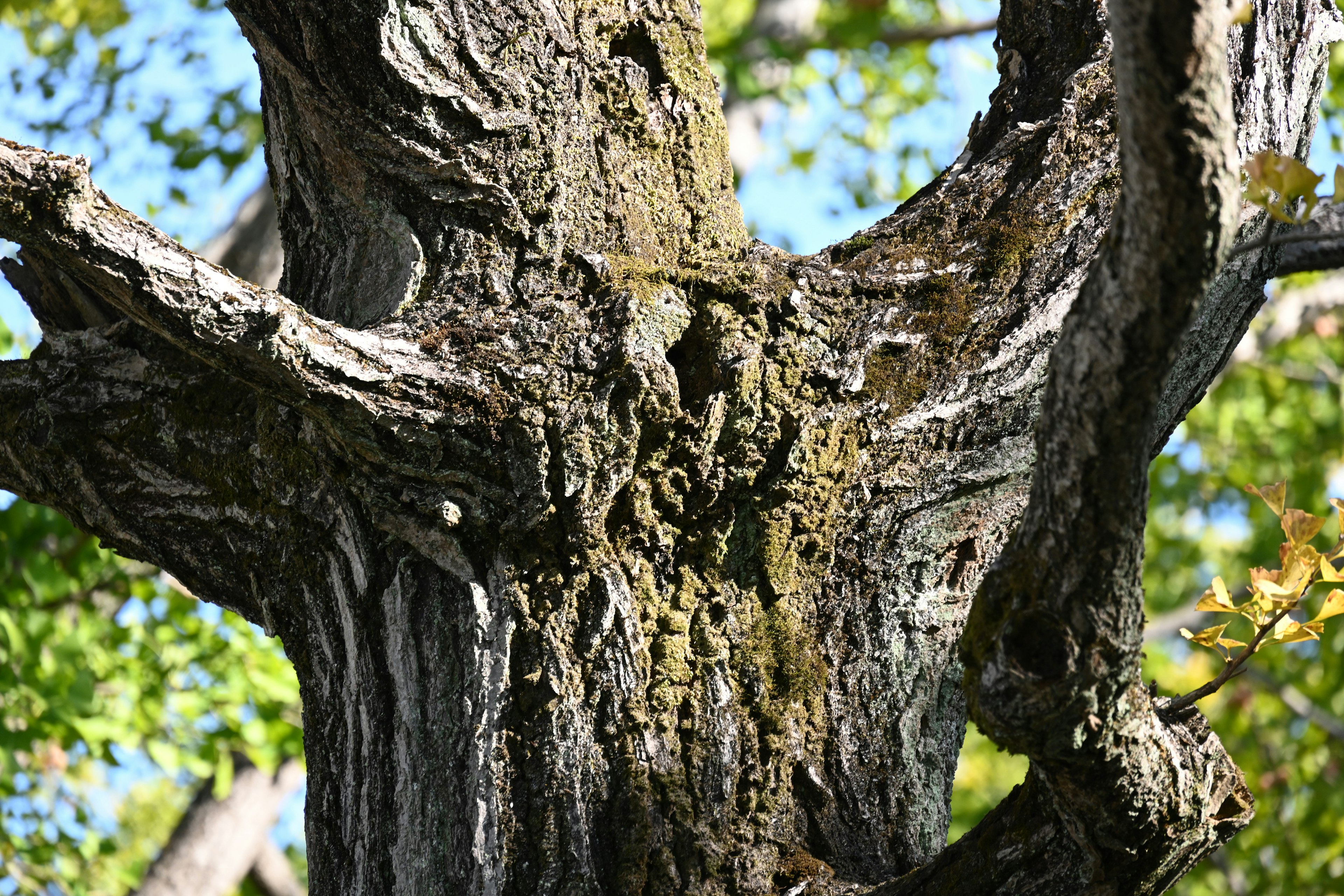 Close-up of a tree trunk showing texture of bark and moss