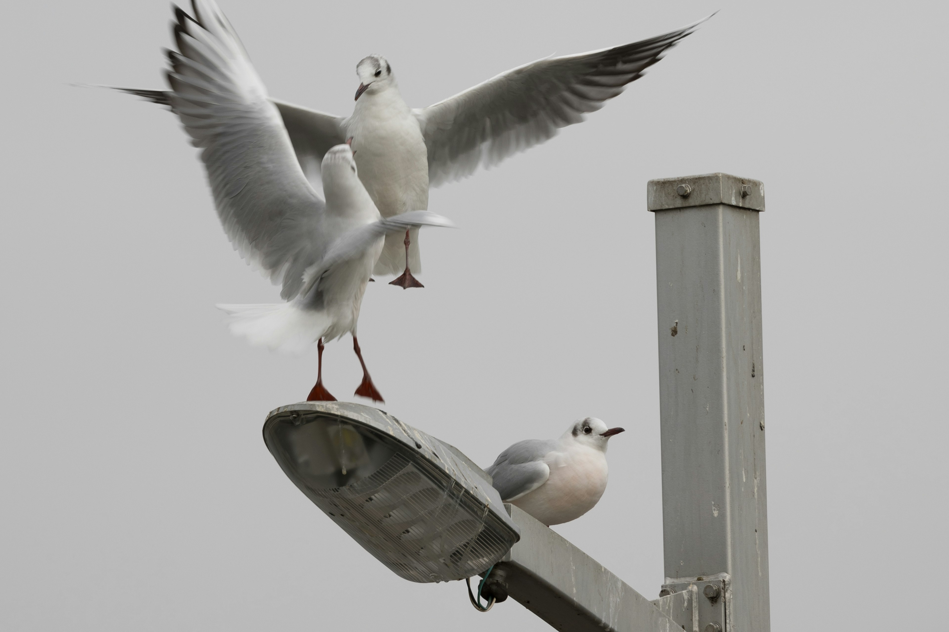 Two seagulls perched on a lamp post one is about to take off